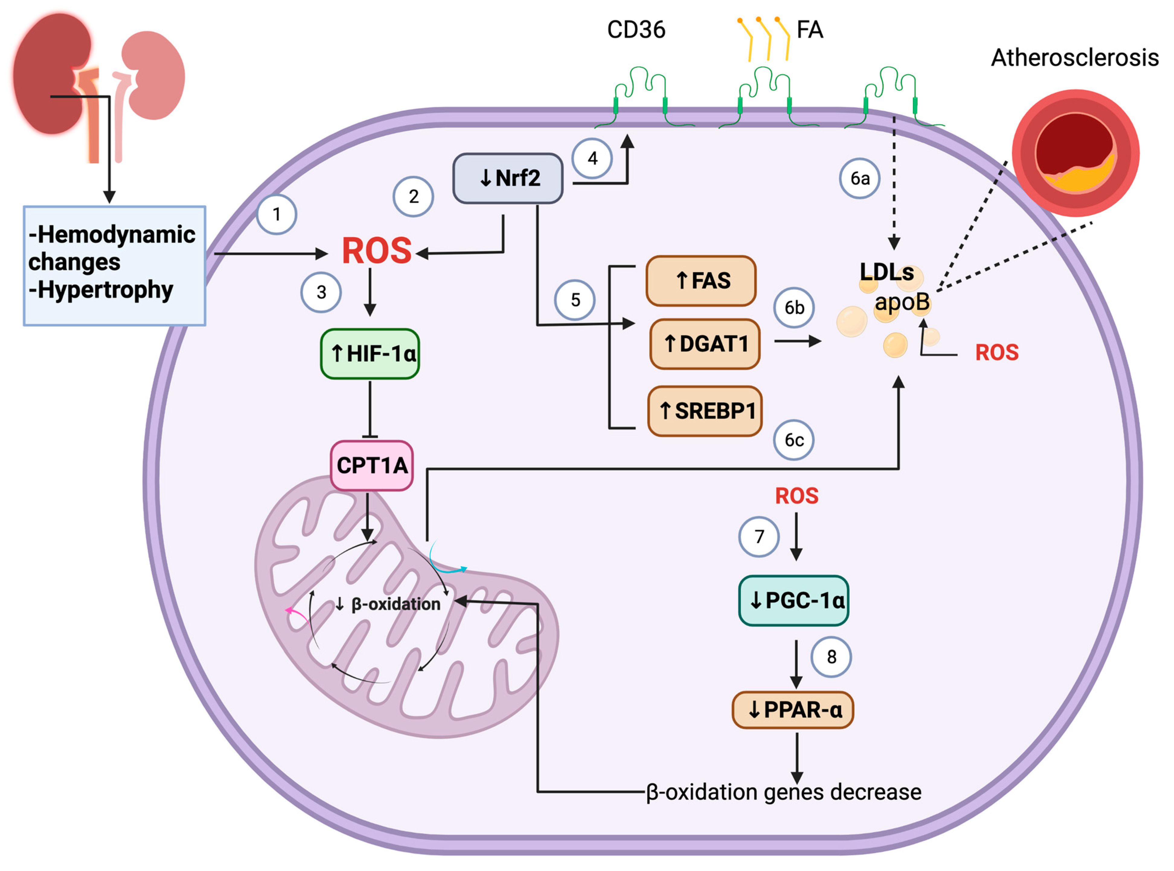 Foods 12 00921 g001 Foods 12 00921 g001