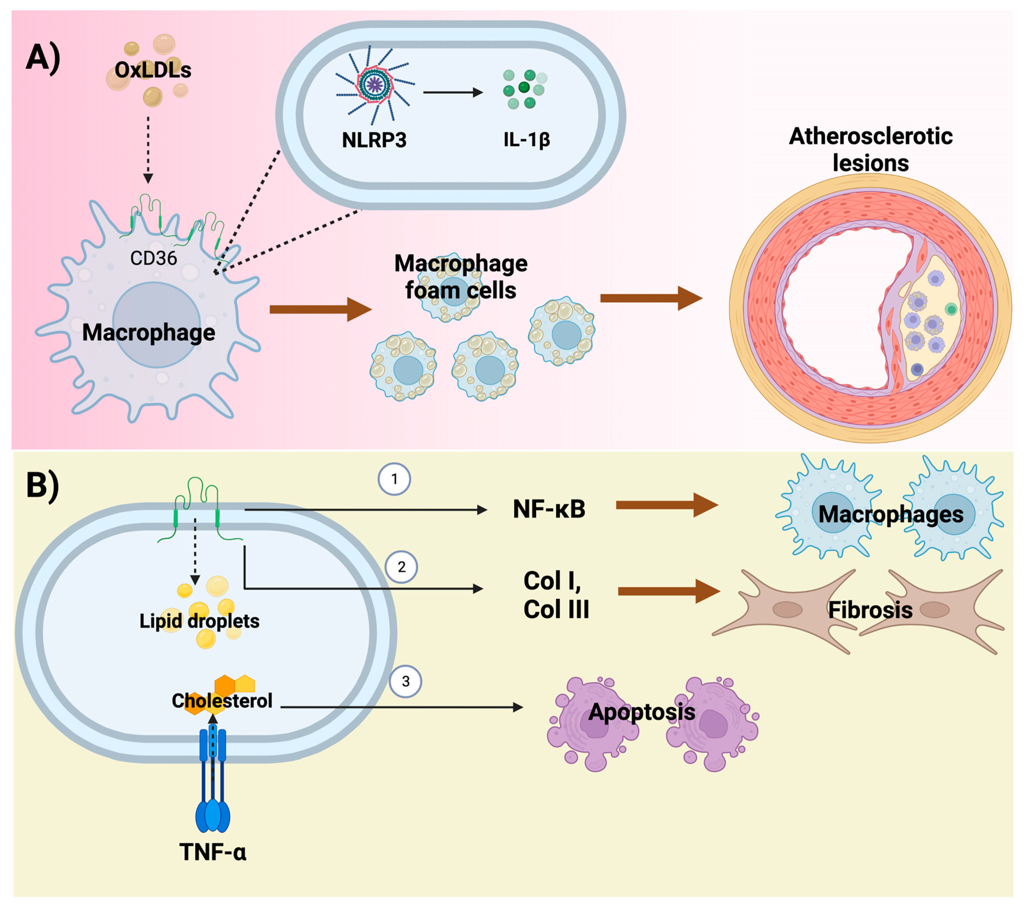 Foods 12 00921 g002 Foods 12 00921 g002