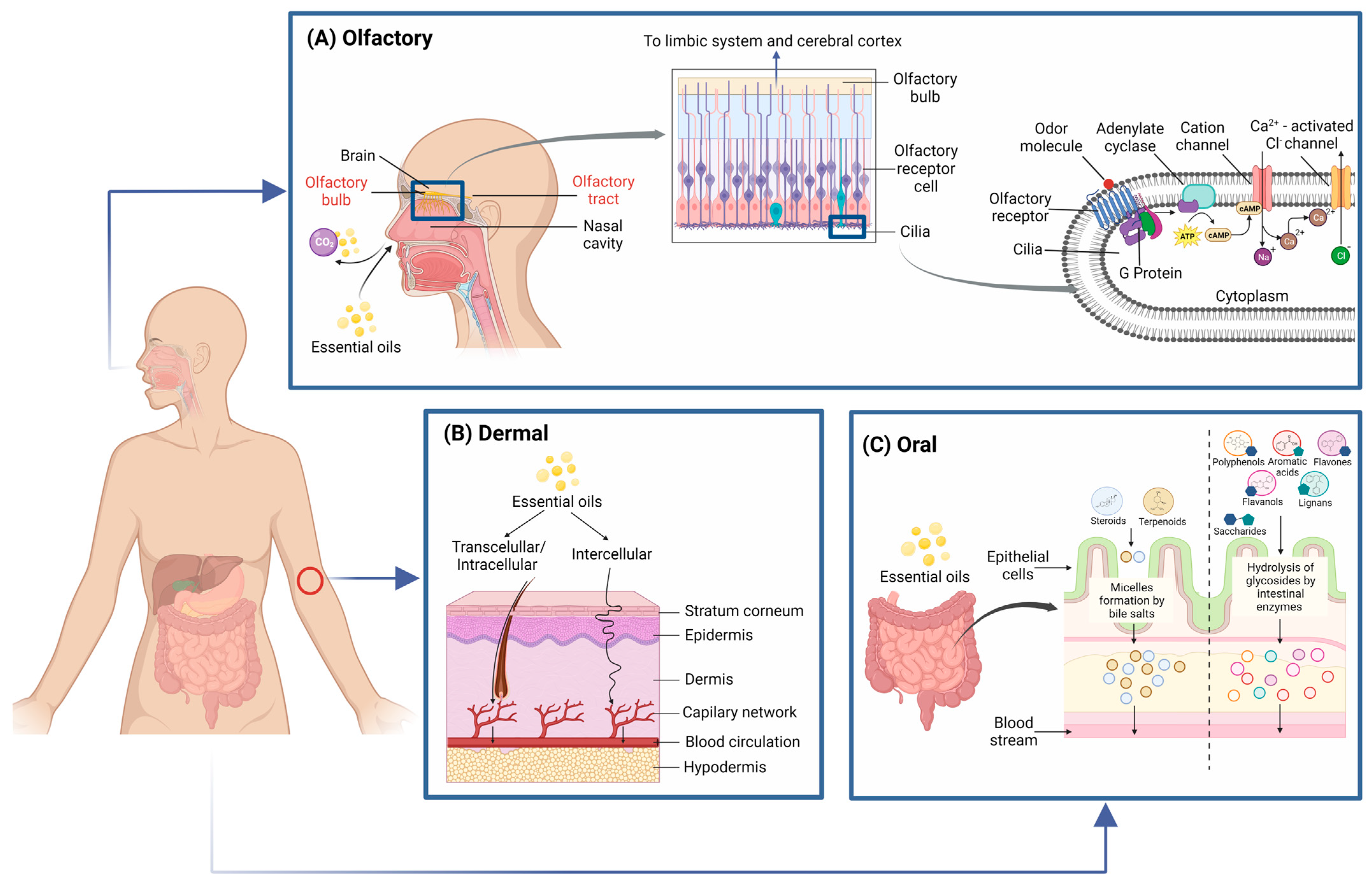 Foods 12 01079 g001 Foods 12 01079 g001