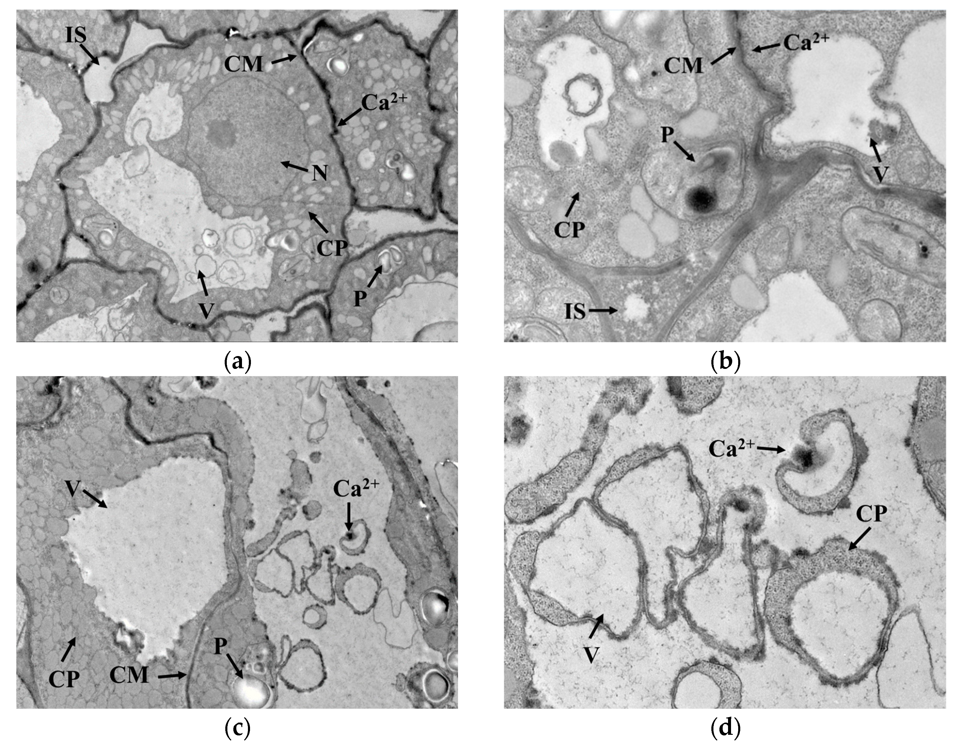 Foods 12 01290 g004a Foods 12 01290 g004a