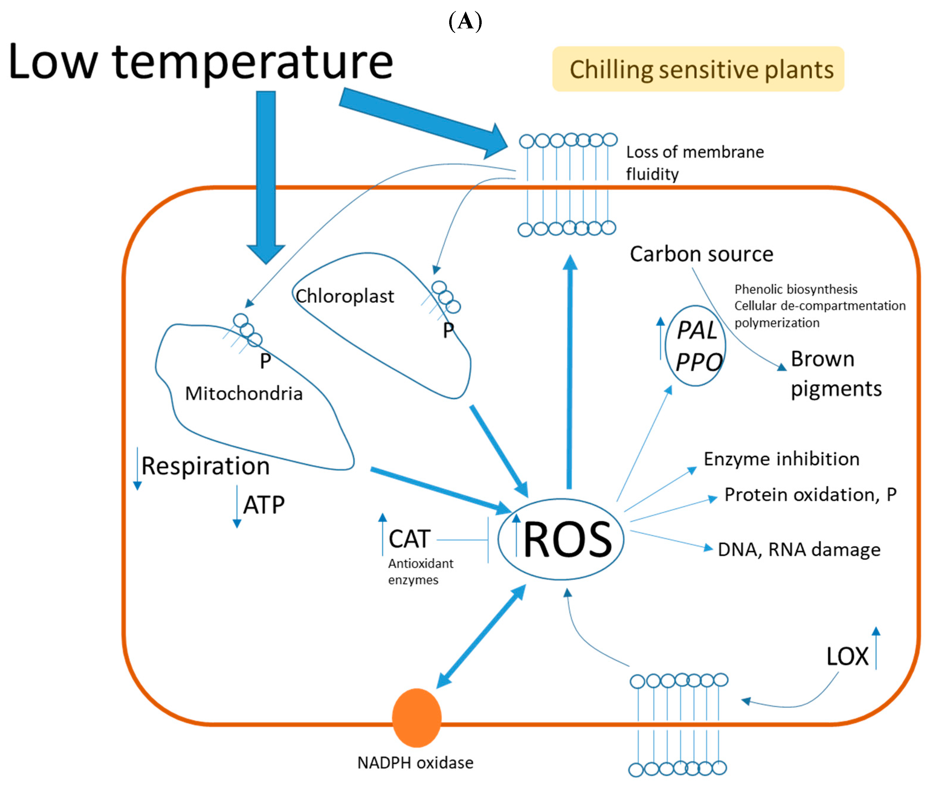 Foods 12 01462 g004a