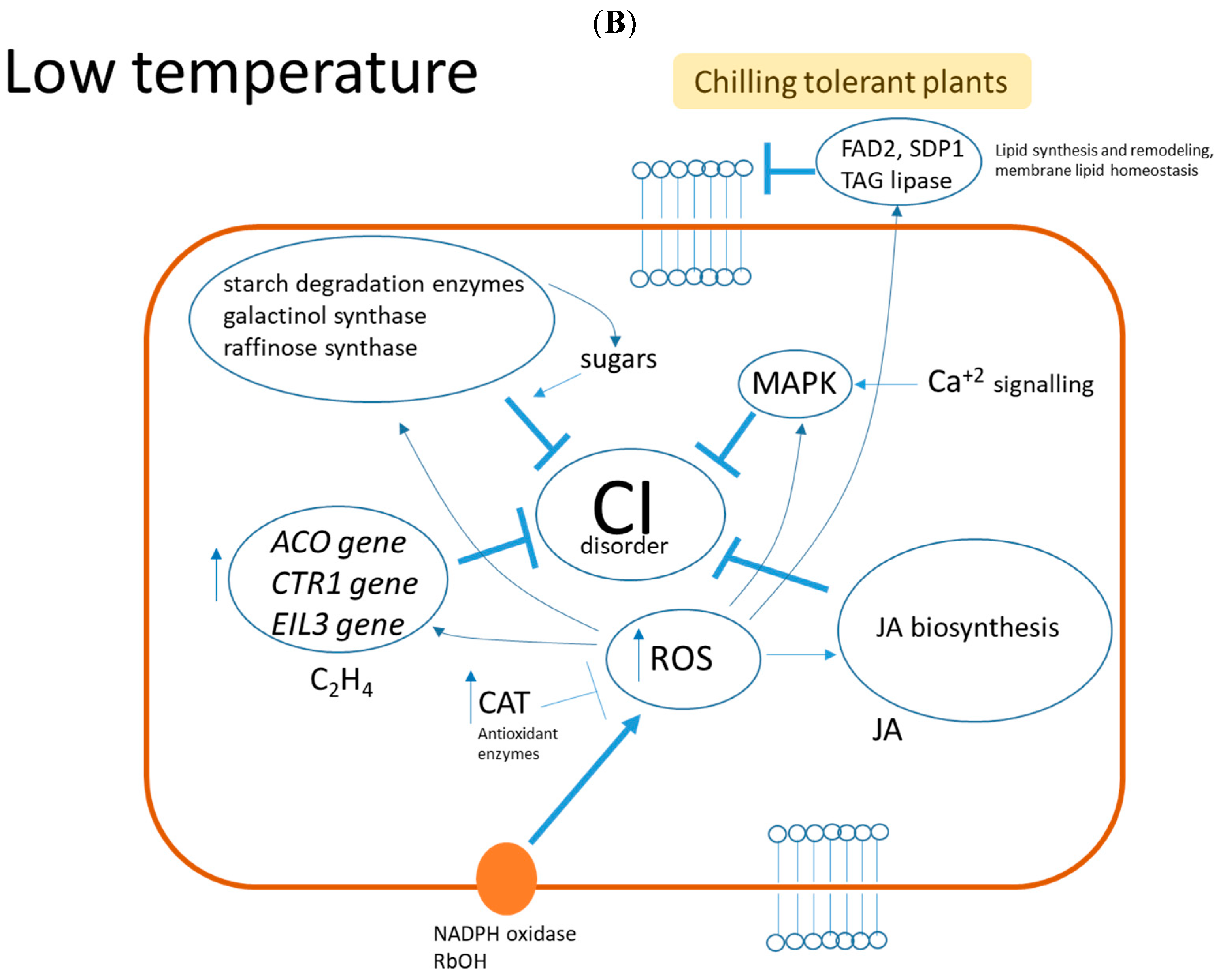 Foods 12 01462 g004b