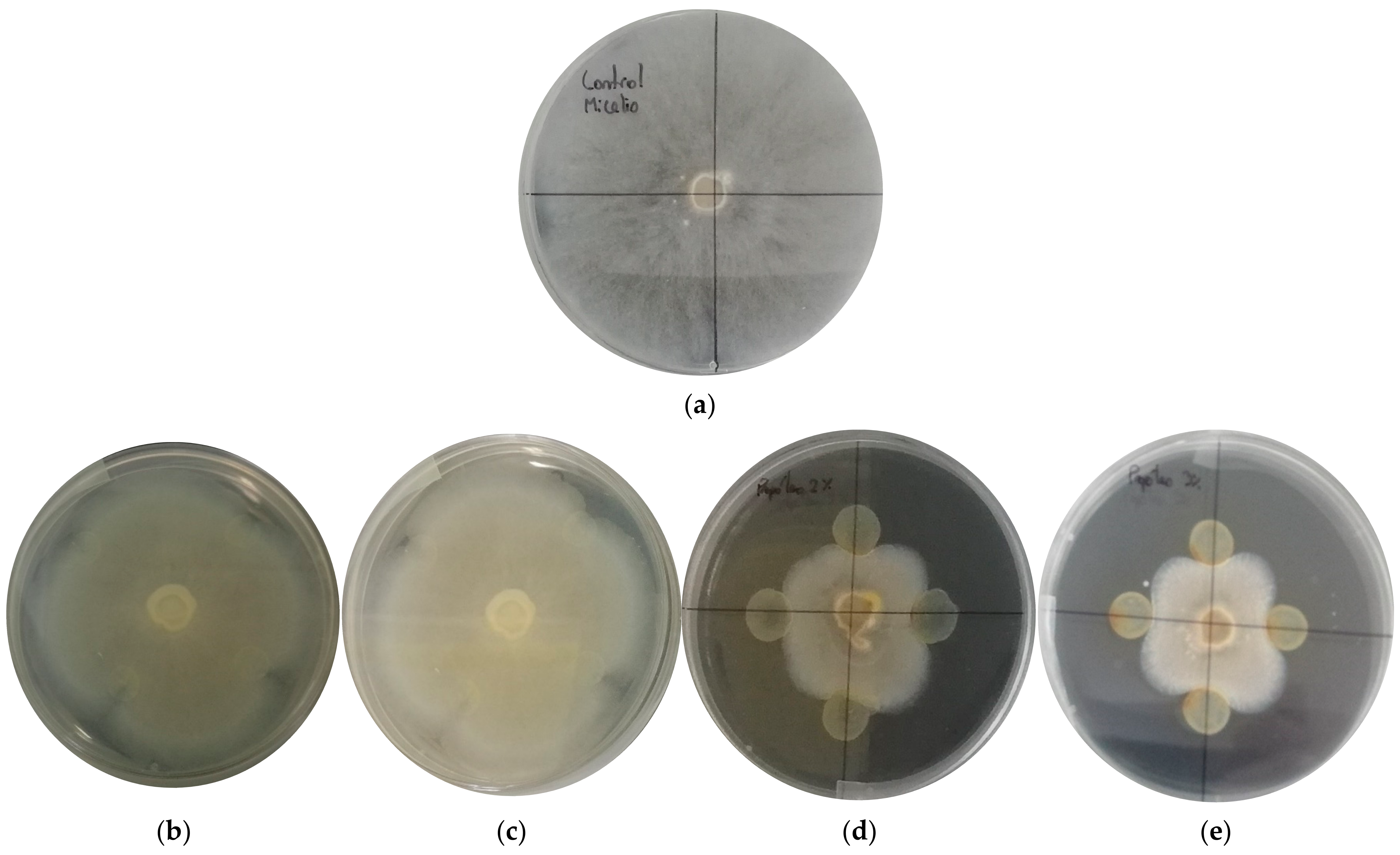 Foods 12 01633 g001 Foods 12 01633 g001