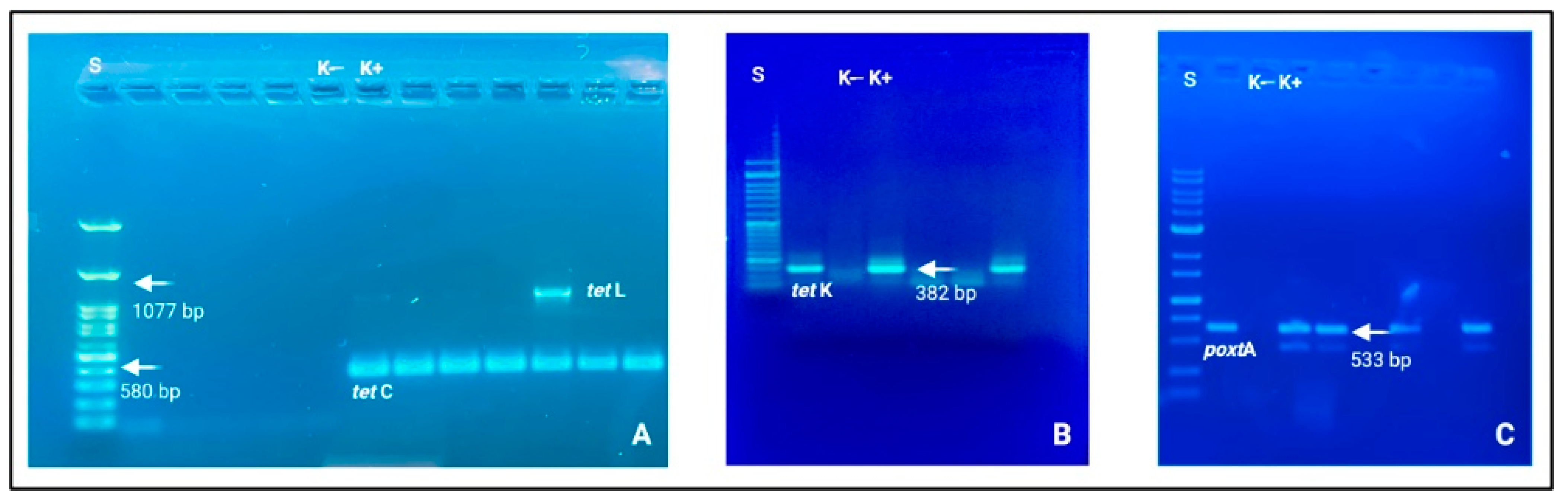 Foods 12 01699 g002 Foods 12 01699 g002