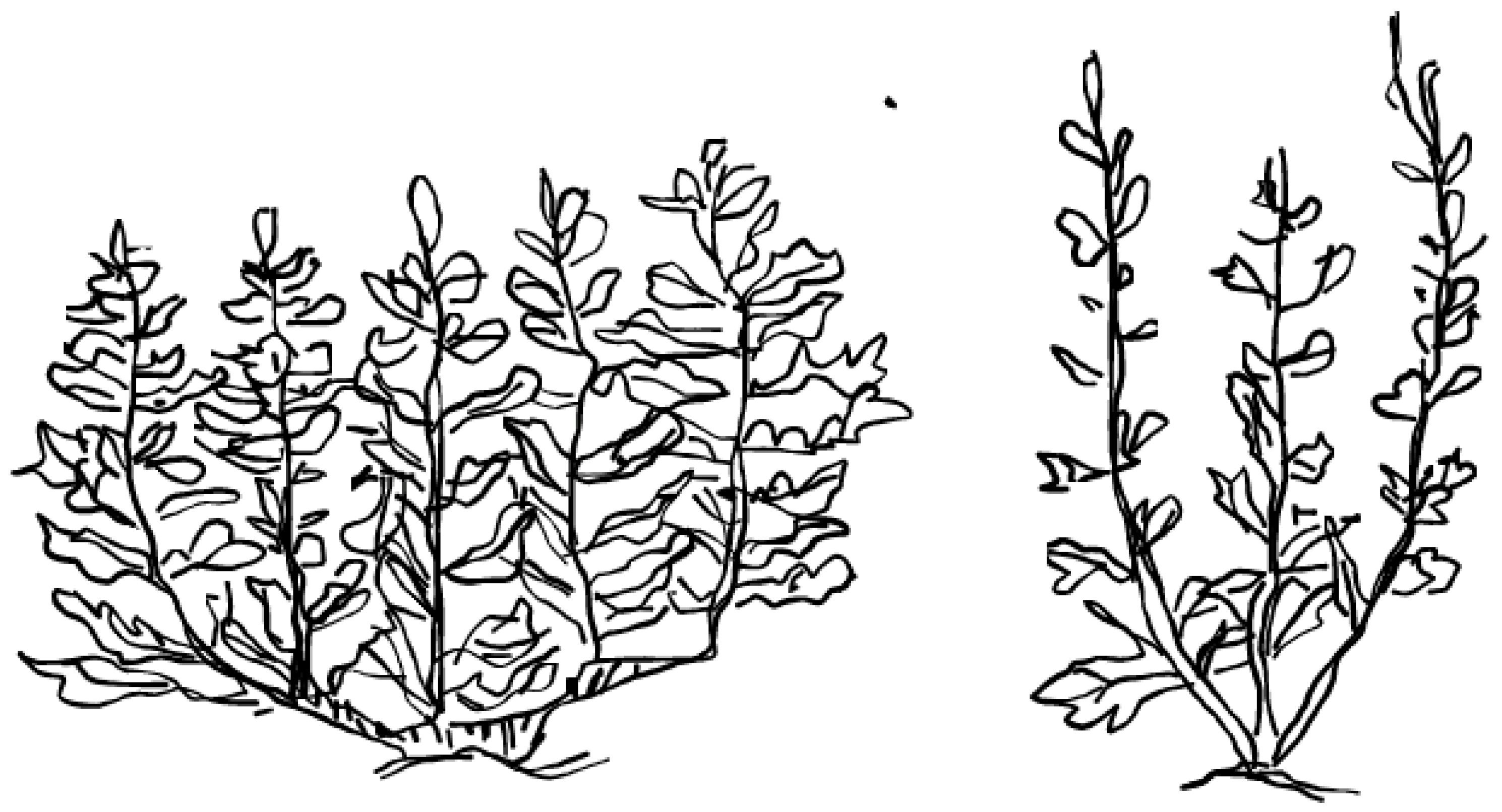 Foods 12 01734 g001 Foods 12 01734 g001