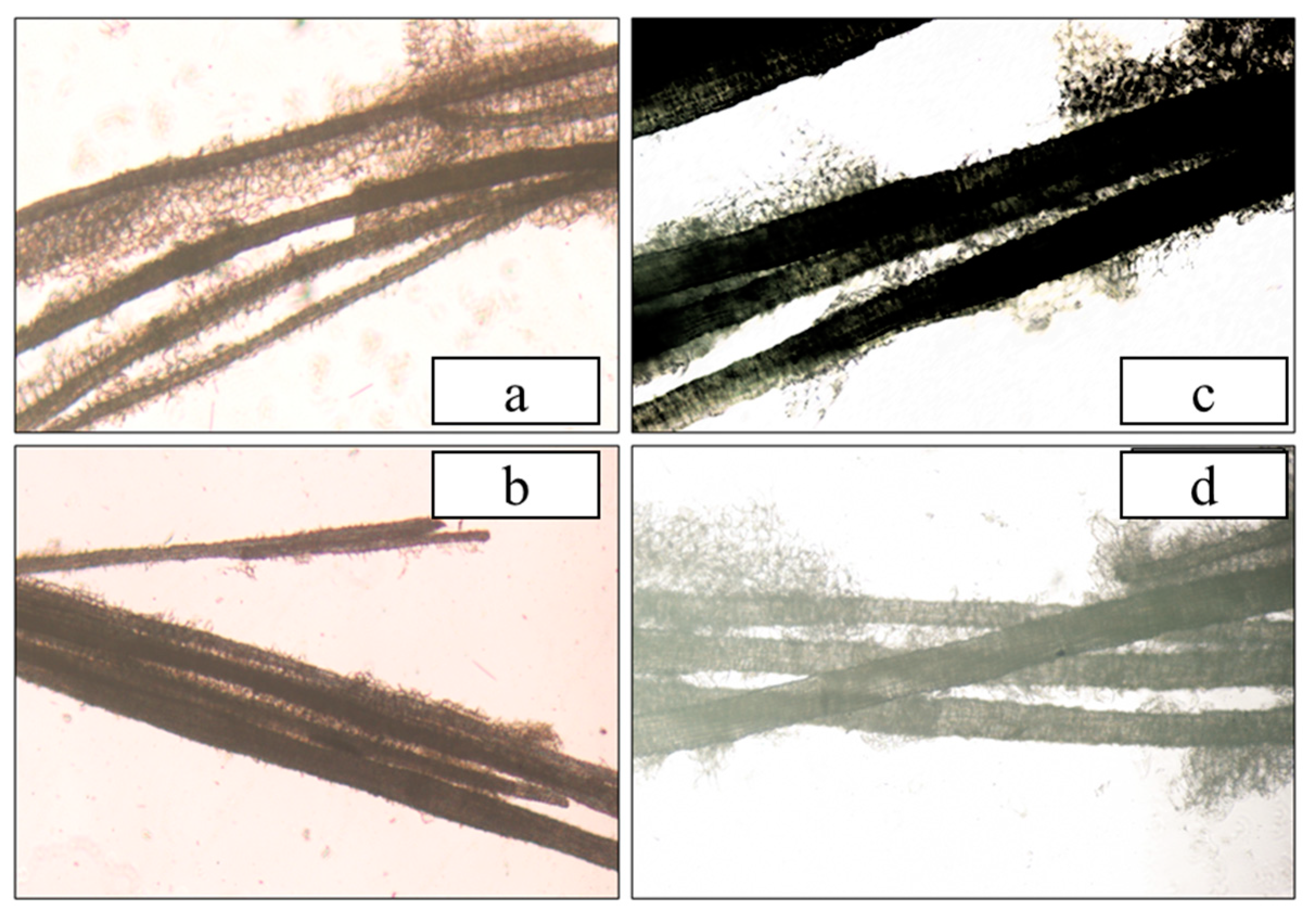 Foods 12 01749 g003 Foods 12 01749 g003