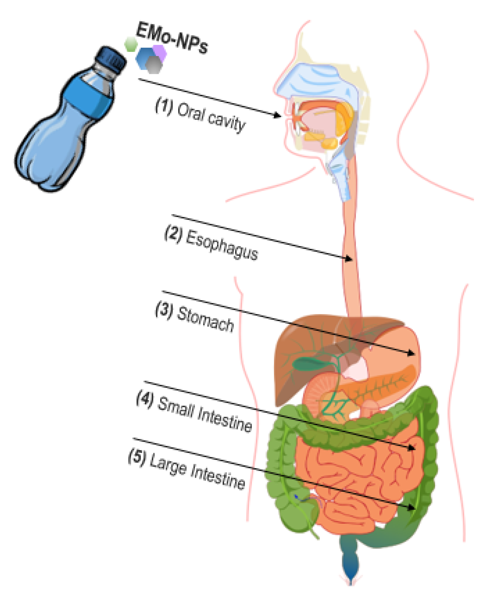 Foods 12 01882 g004 Foods 12 01882 g004