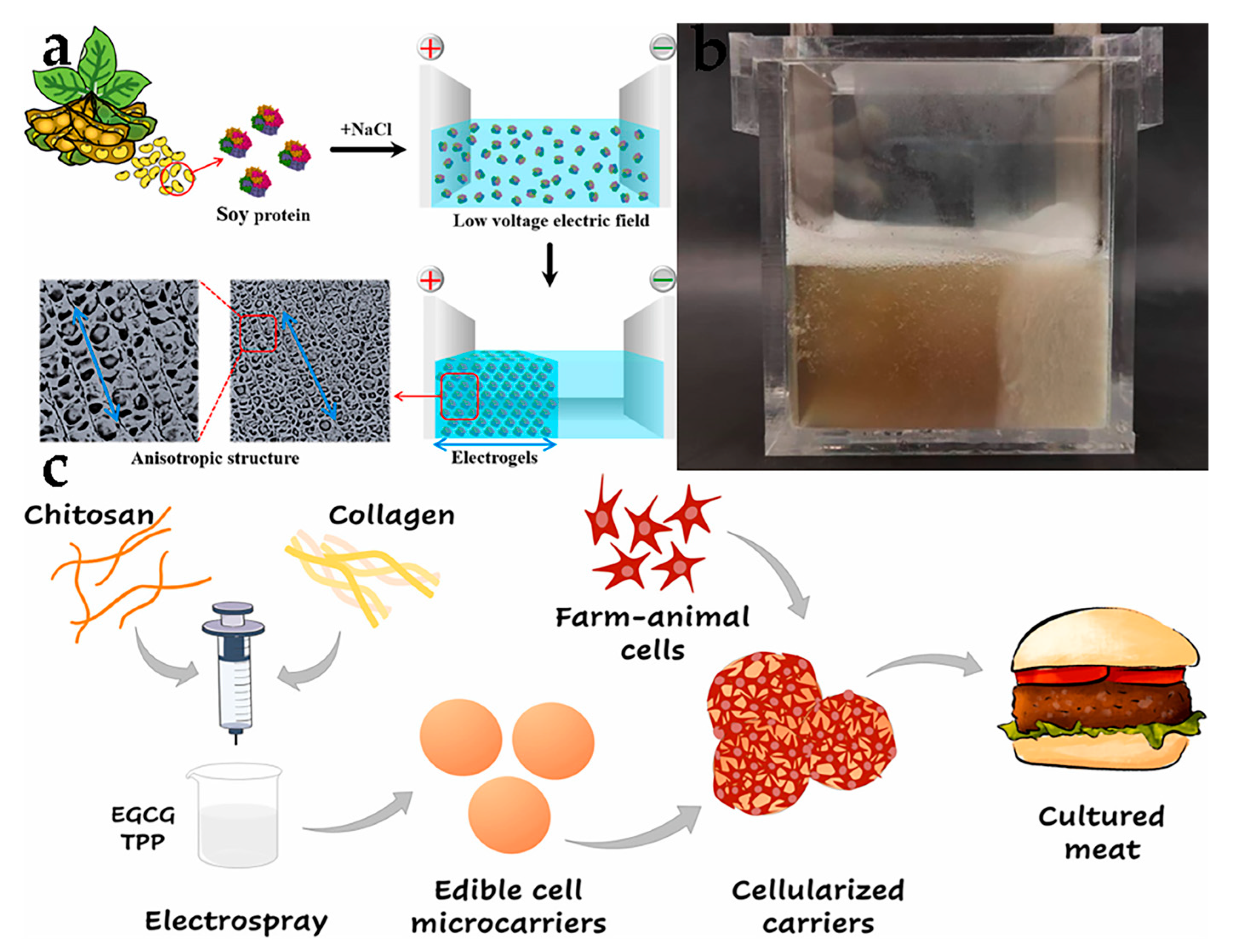 Foods 12 02614 g004 Foods 12 02614 g004