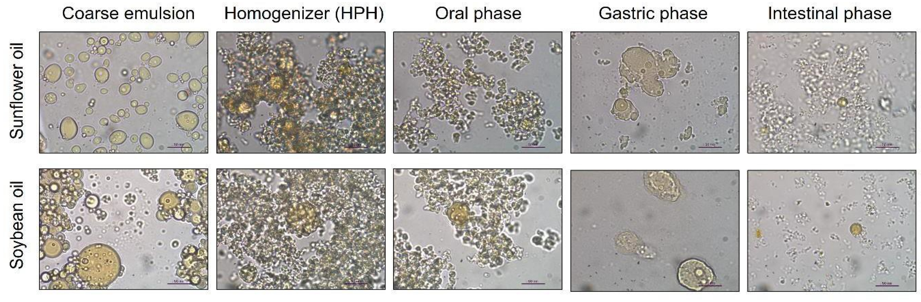 Foods 12 02654 g005 Foods 12 02654 g005