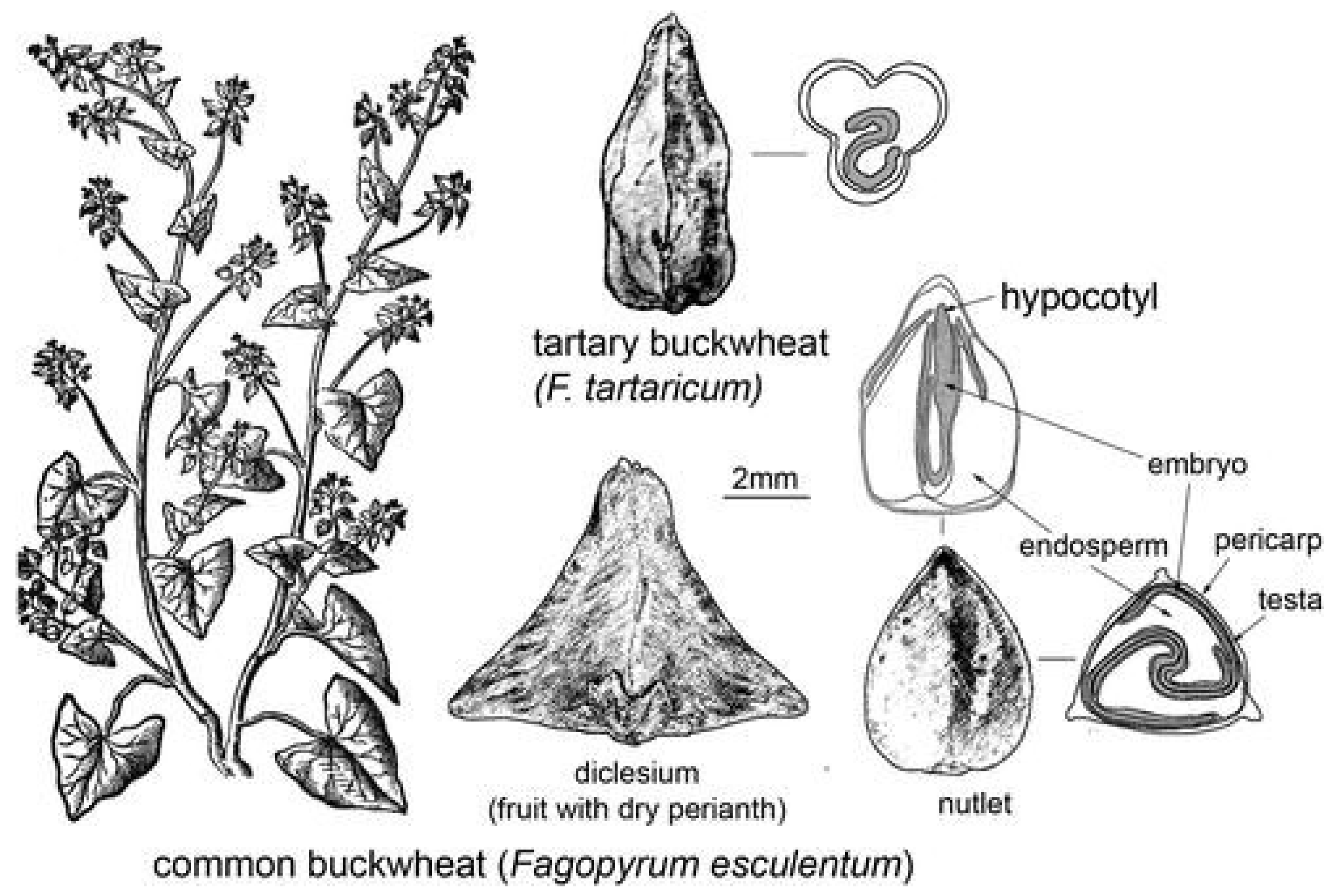 Foods 12 03055 g001 Foods 12 03055 g001