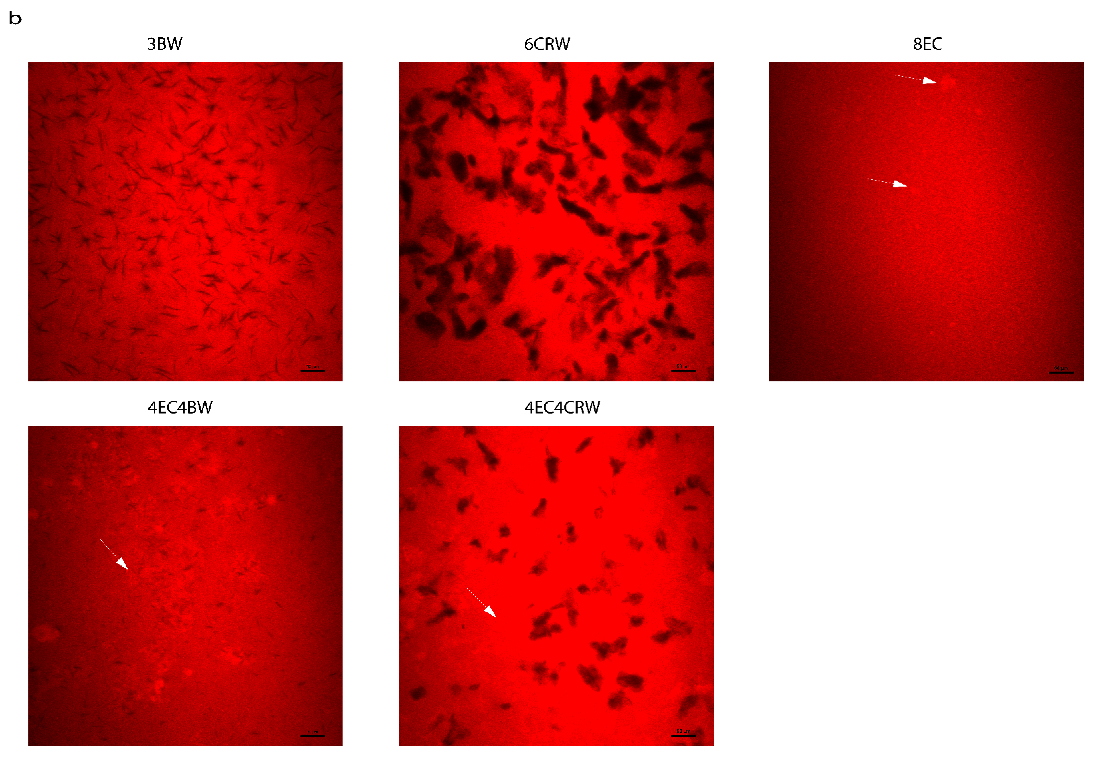 Foods 12 03093 g002b