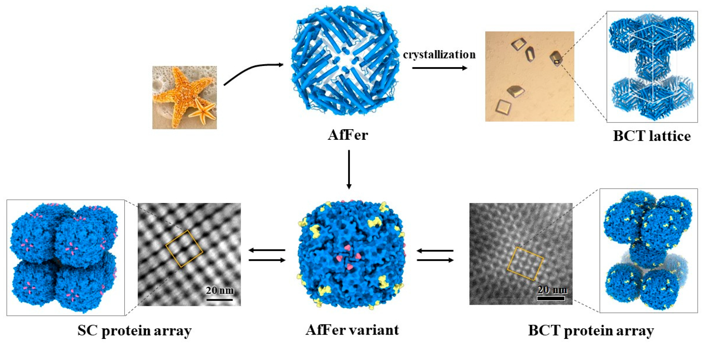 Foods 12 03903 sch001