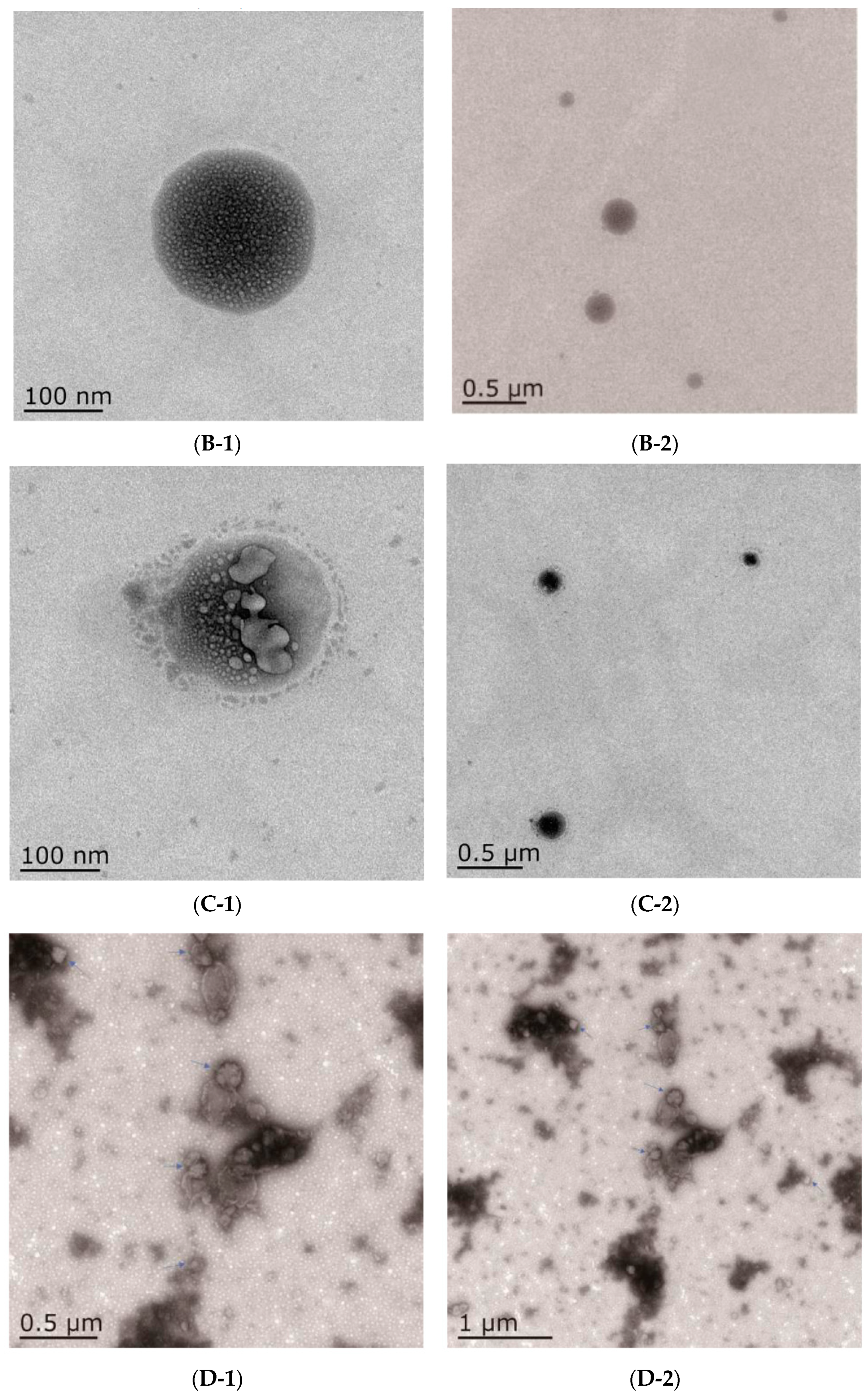 Foods 12 03946 g004b