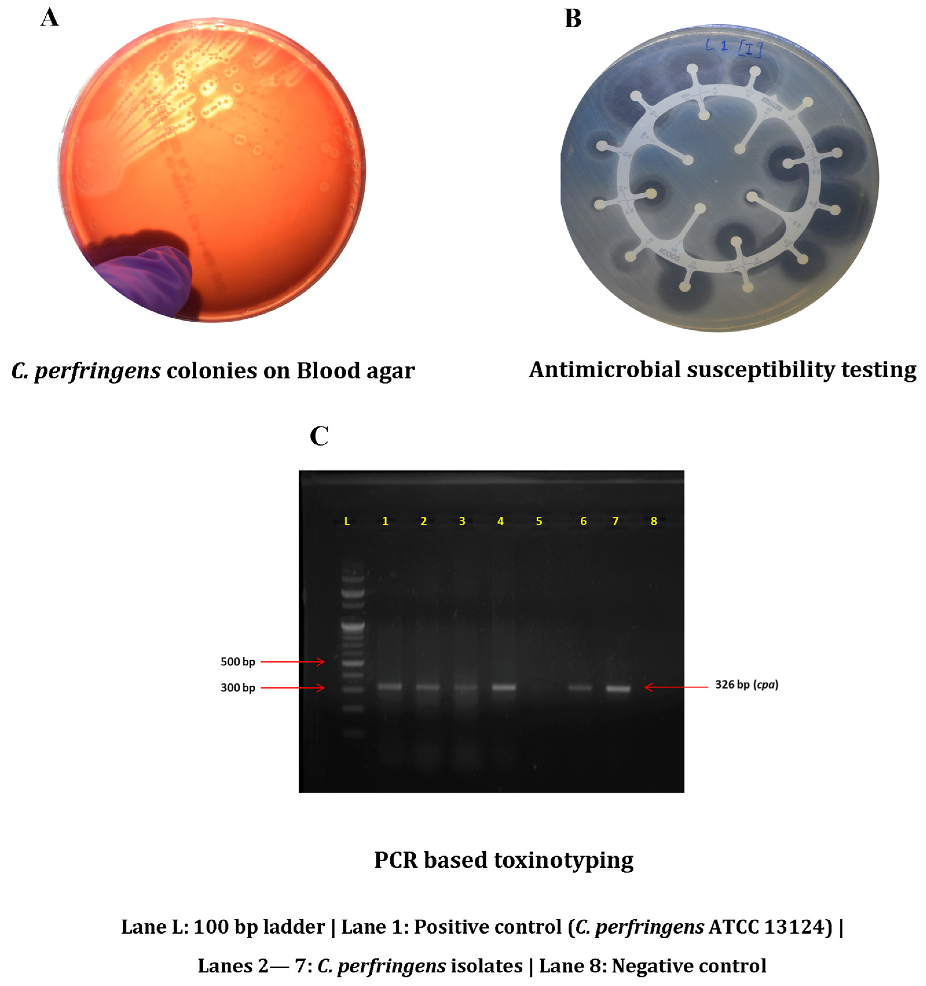 Foods 12 04185 g001 Foods 12 04185 g001