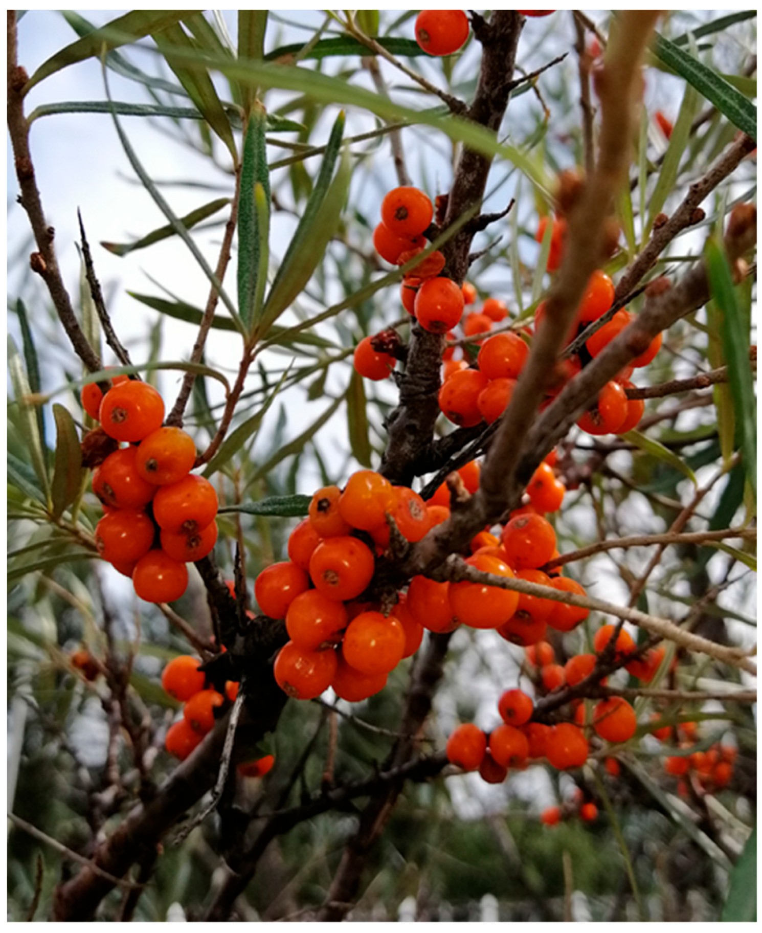 Foods 12 04493 g001 Foods 12 04493 g001