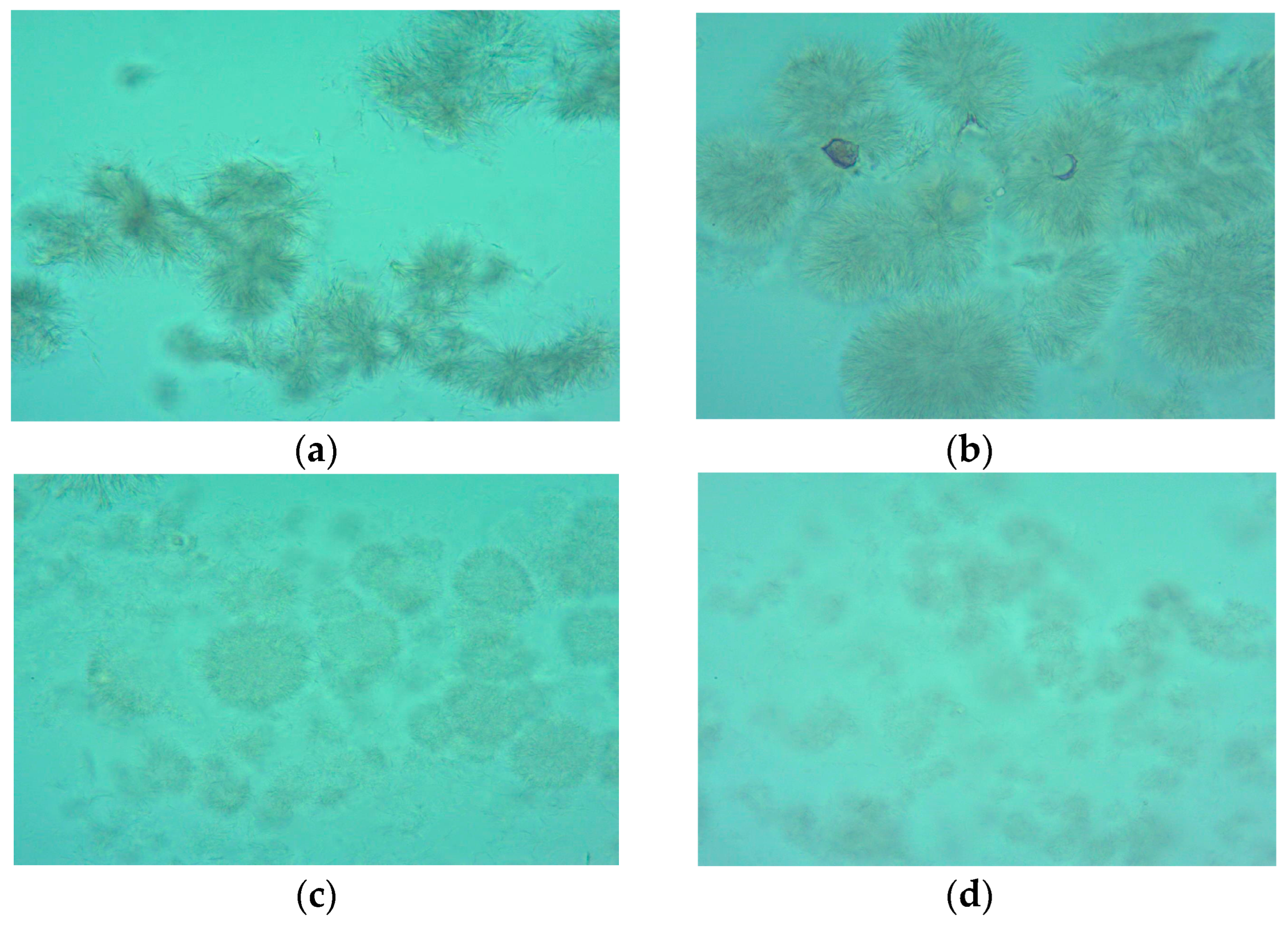 Foods 13 00304 g001a