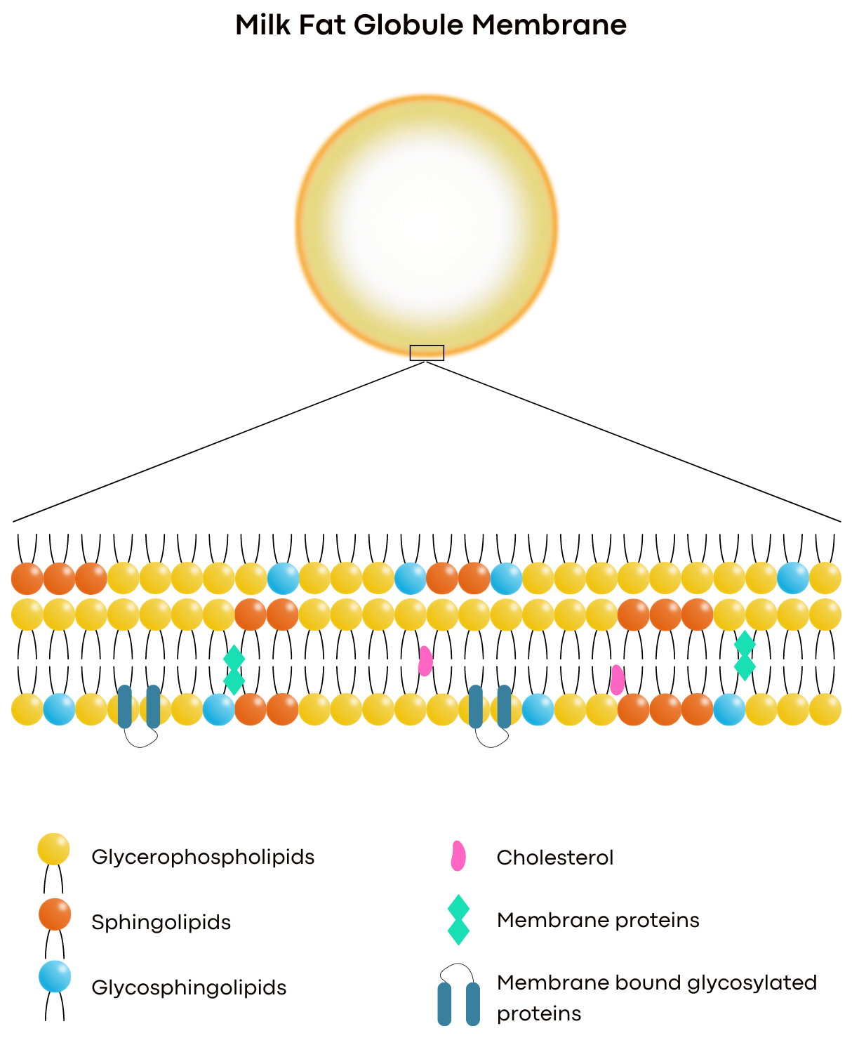 Foods 13 01631 g001 Foods 13 01631 g001