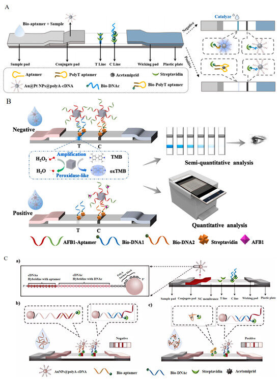 Foods 13 01749 g006a