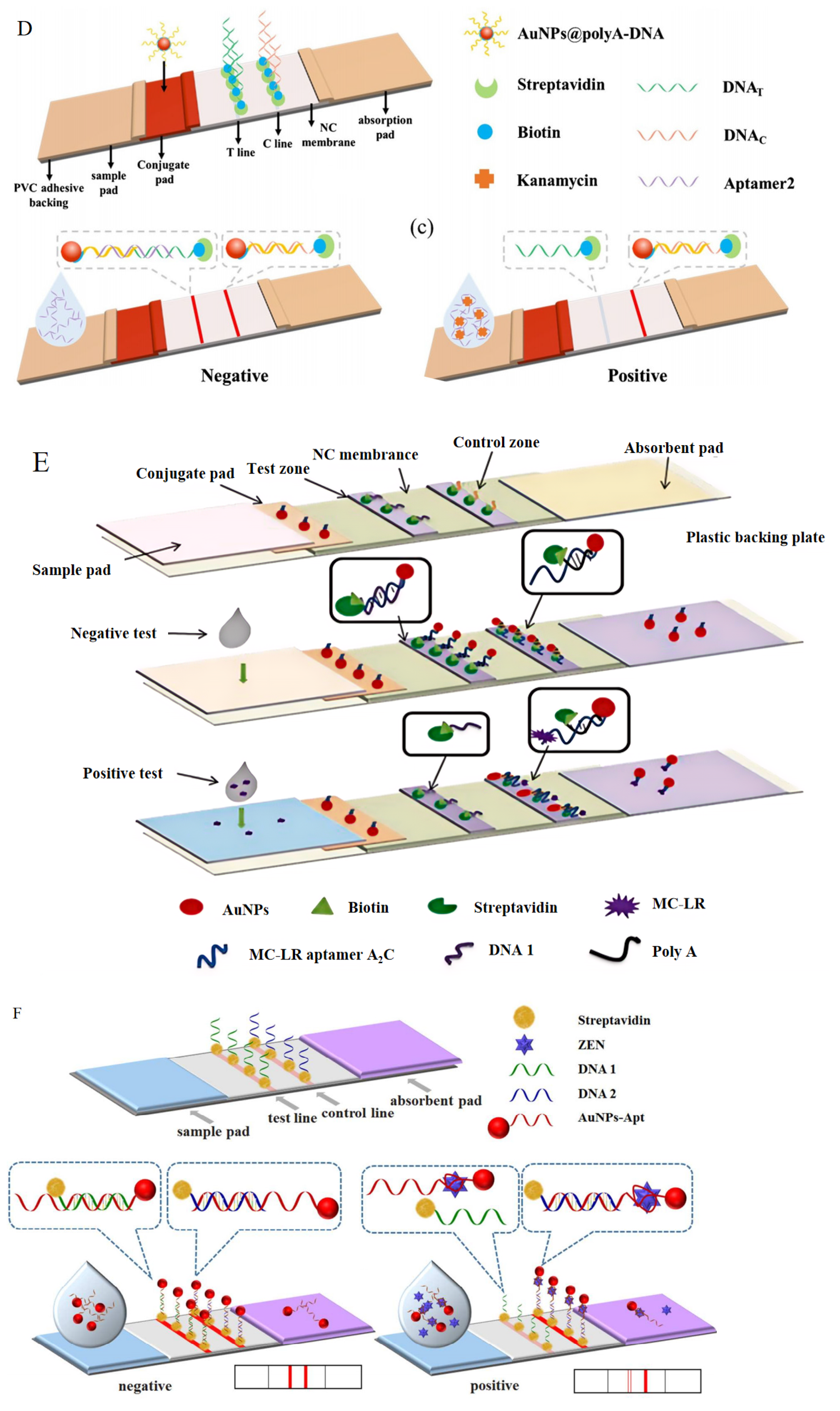 Foods 13 01749 g006b
