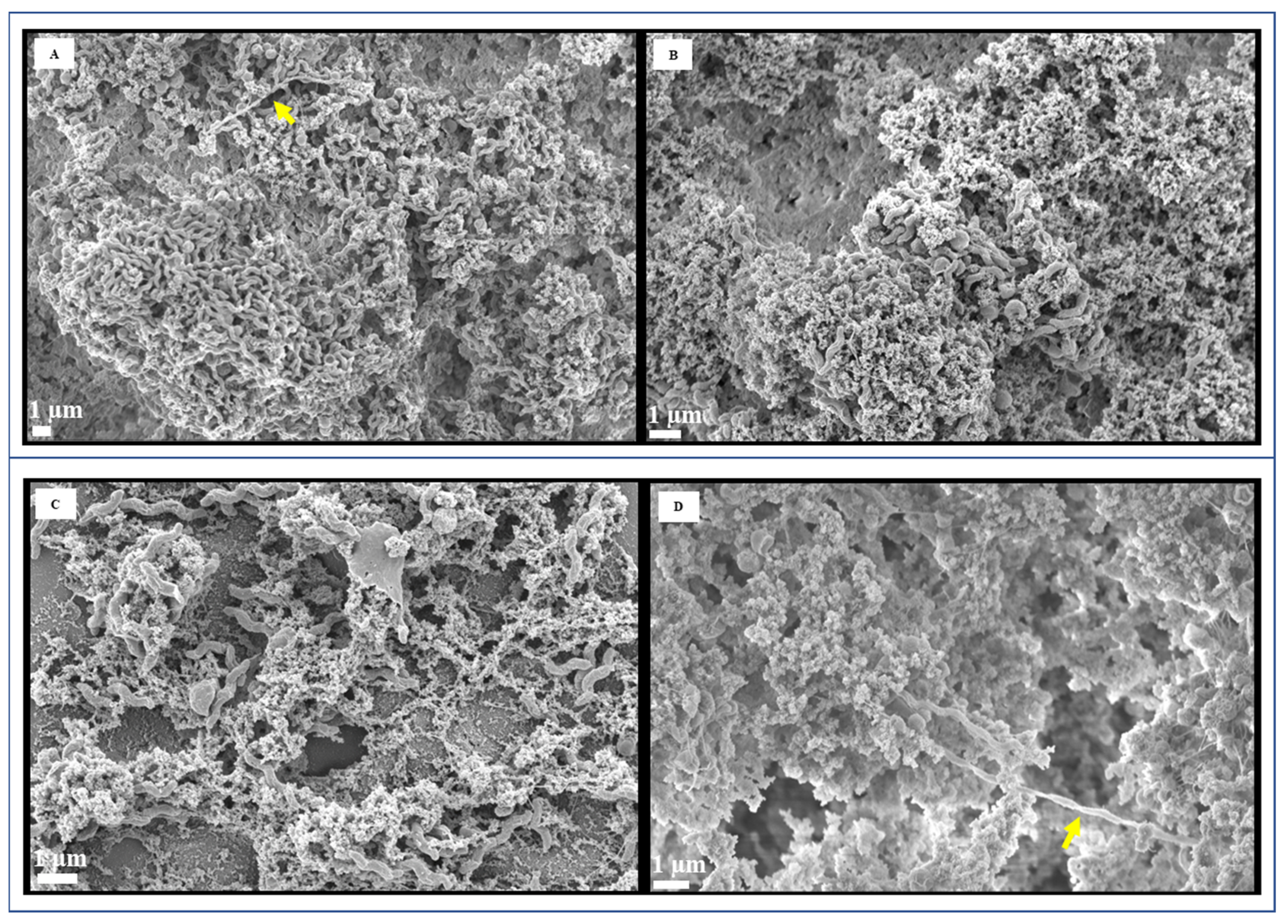 Foods 13 01828 g004a