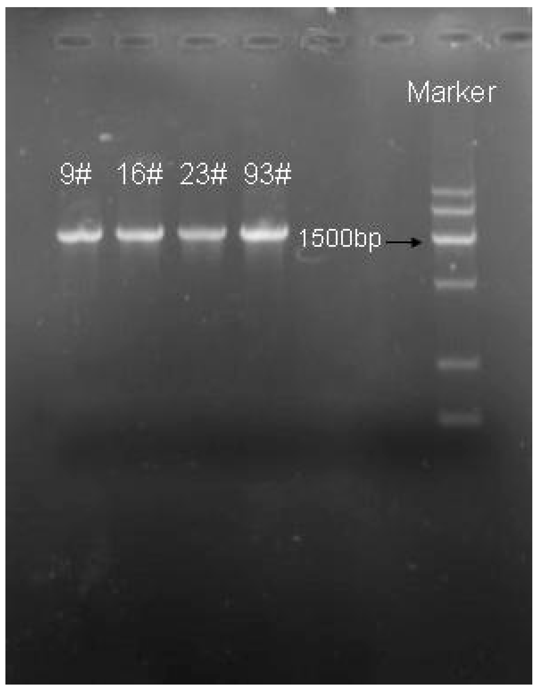 Foods 13 01830 g004 Foods 13 01830 g004