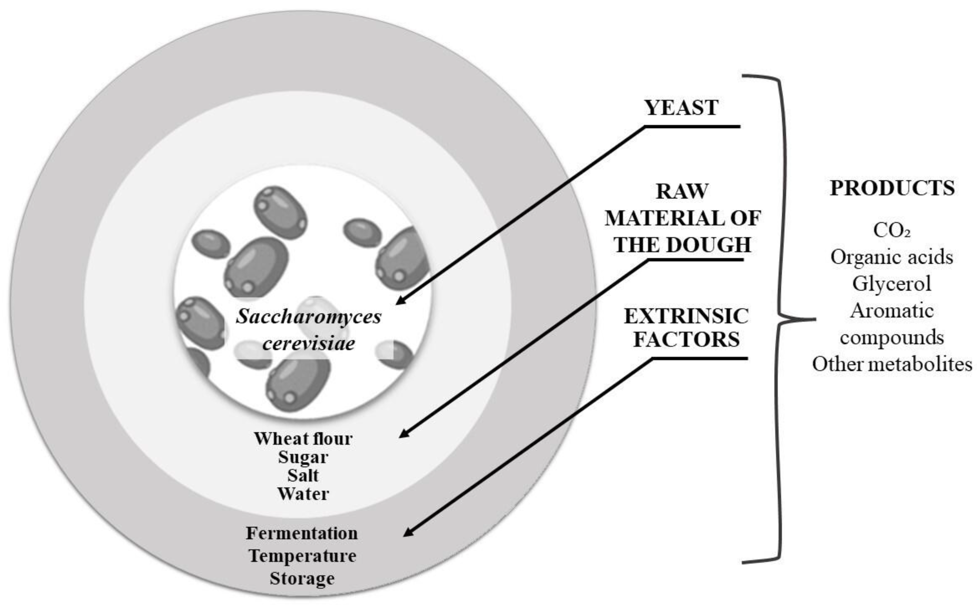 Technological and Nutritional Aspects of Bread Production: An Overview ...