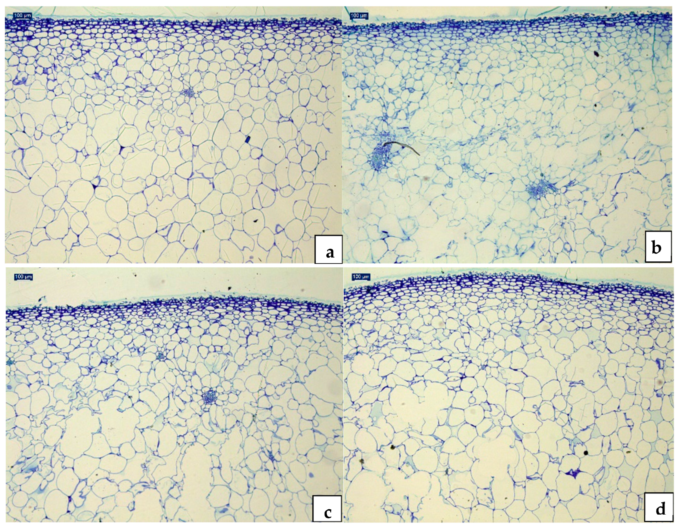 Foods 13 02182 g001 Foods 13 02182 g001