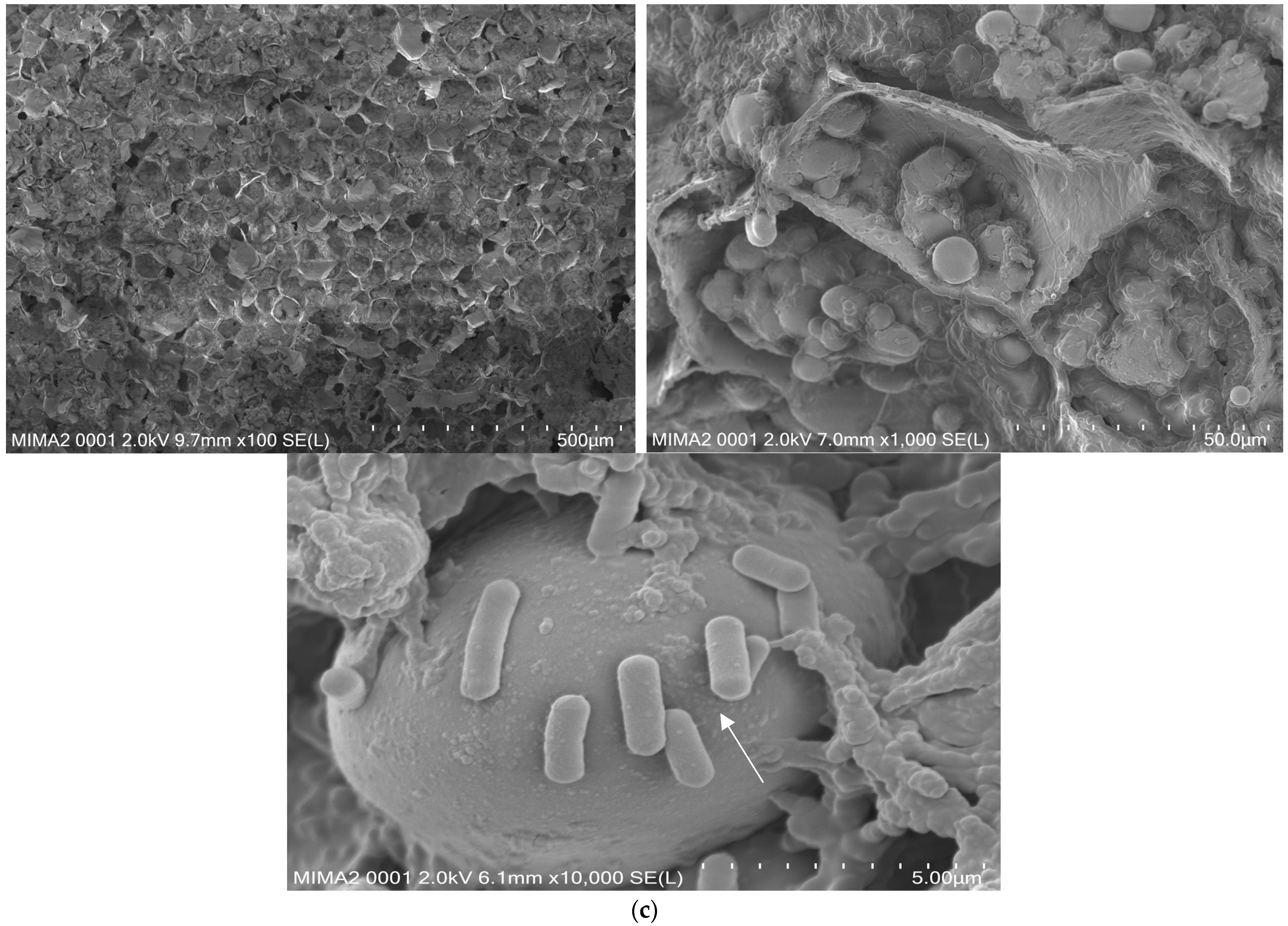 Foods 13 02541 g011b