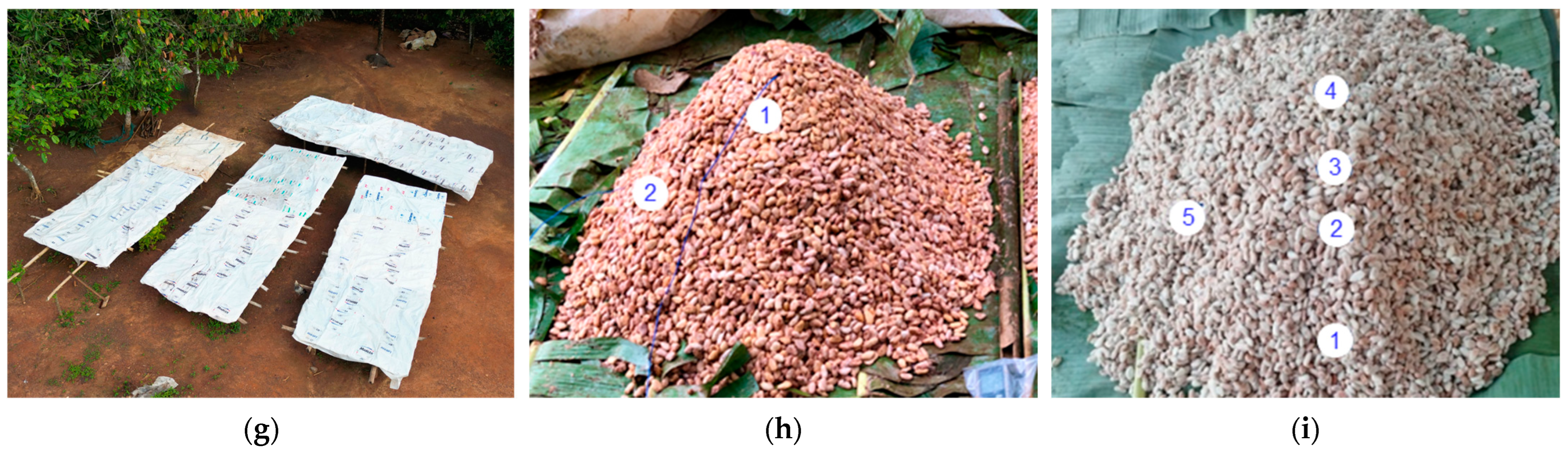 Foods 13 02590 g001b