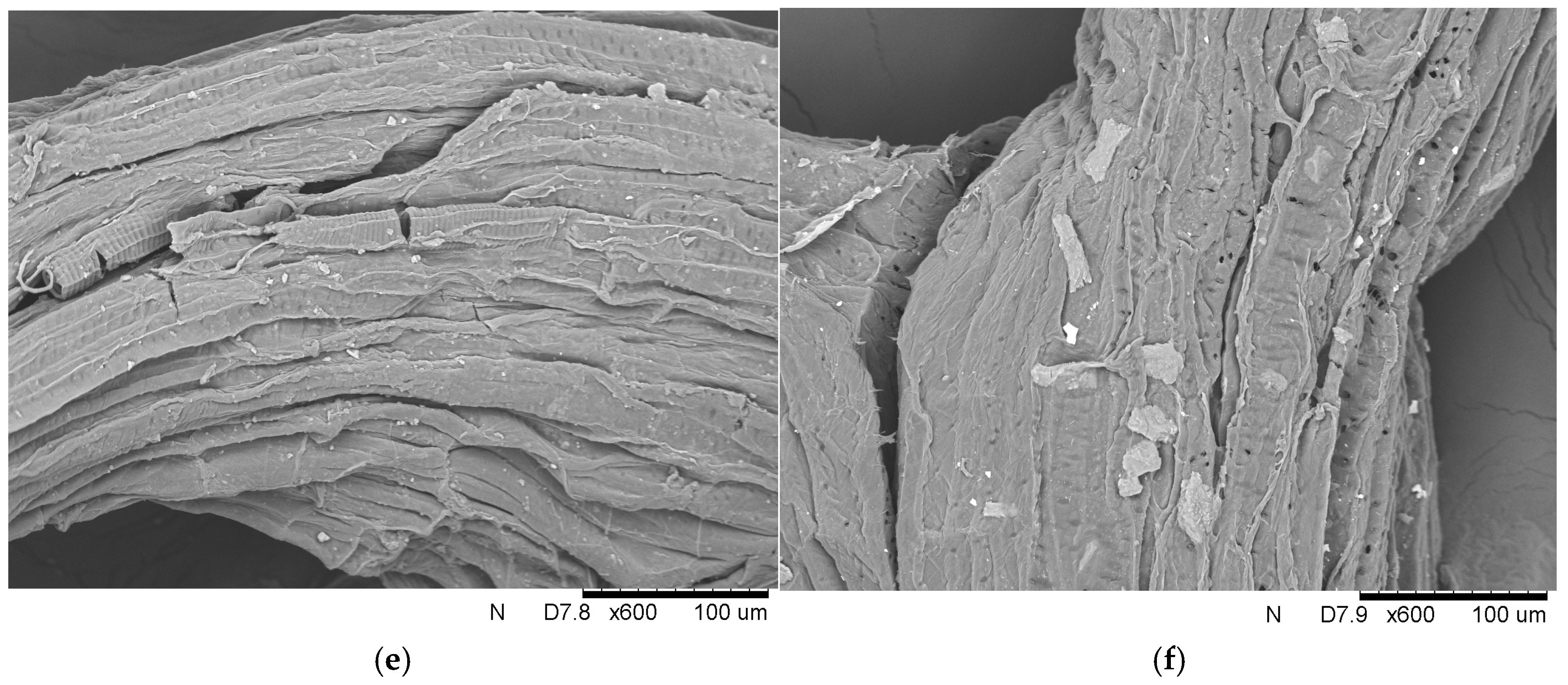 Foods 13 03759 g002b