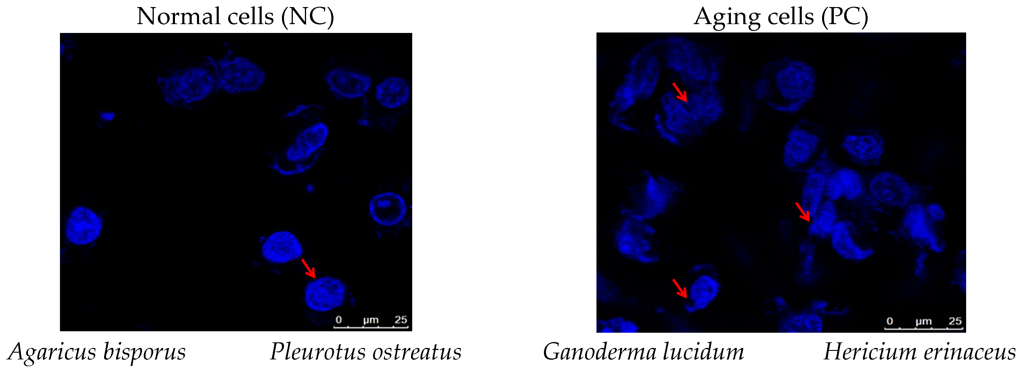 Foods 13 04028 g006a