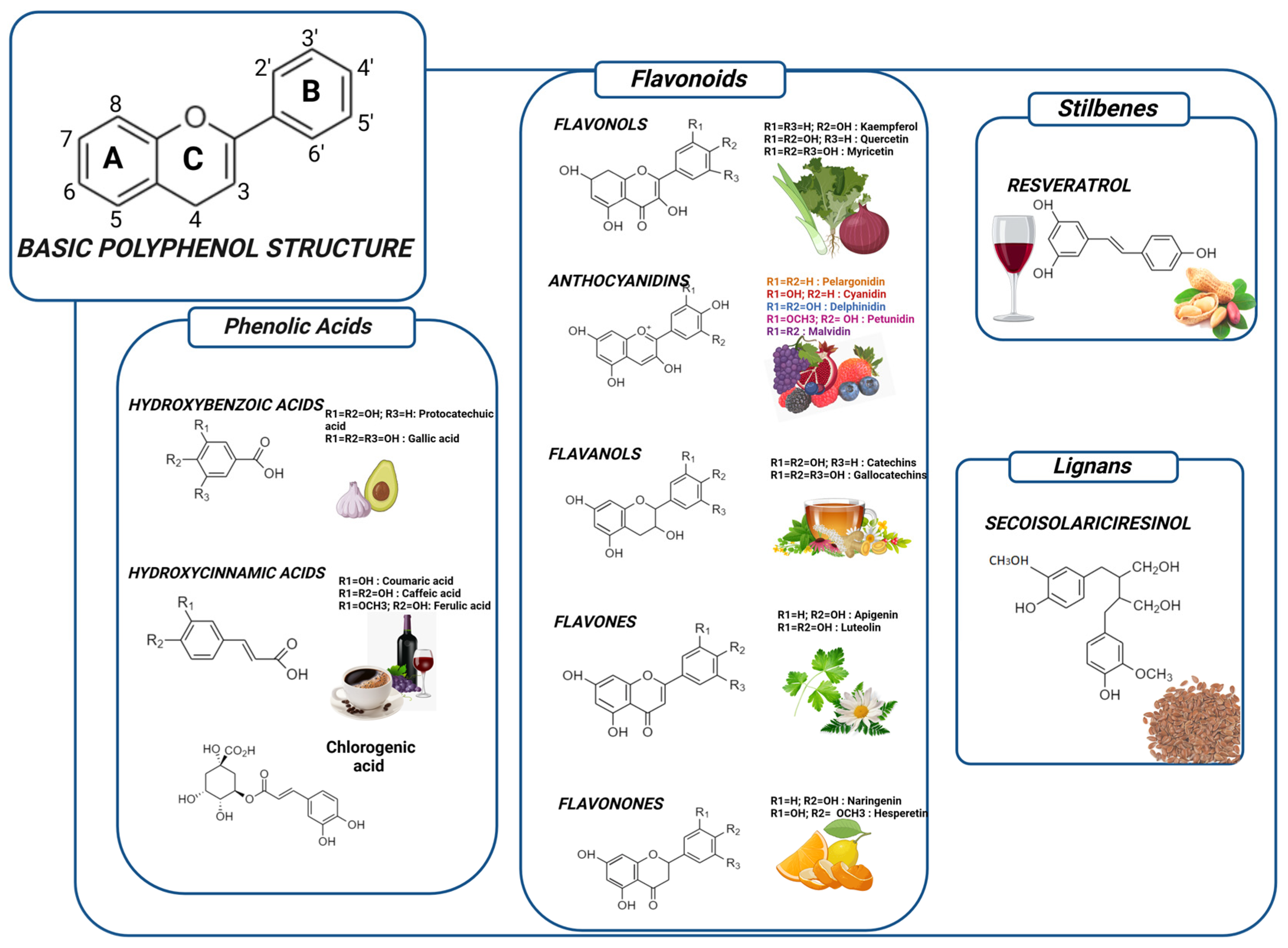 Polyphenols: From Classification to Therapeutic Potential and ...
