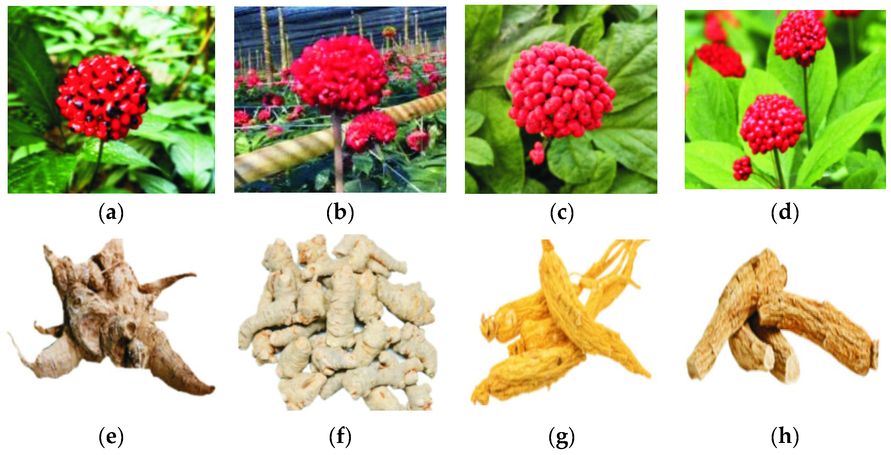 Foods 14 00608 g003