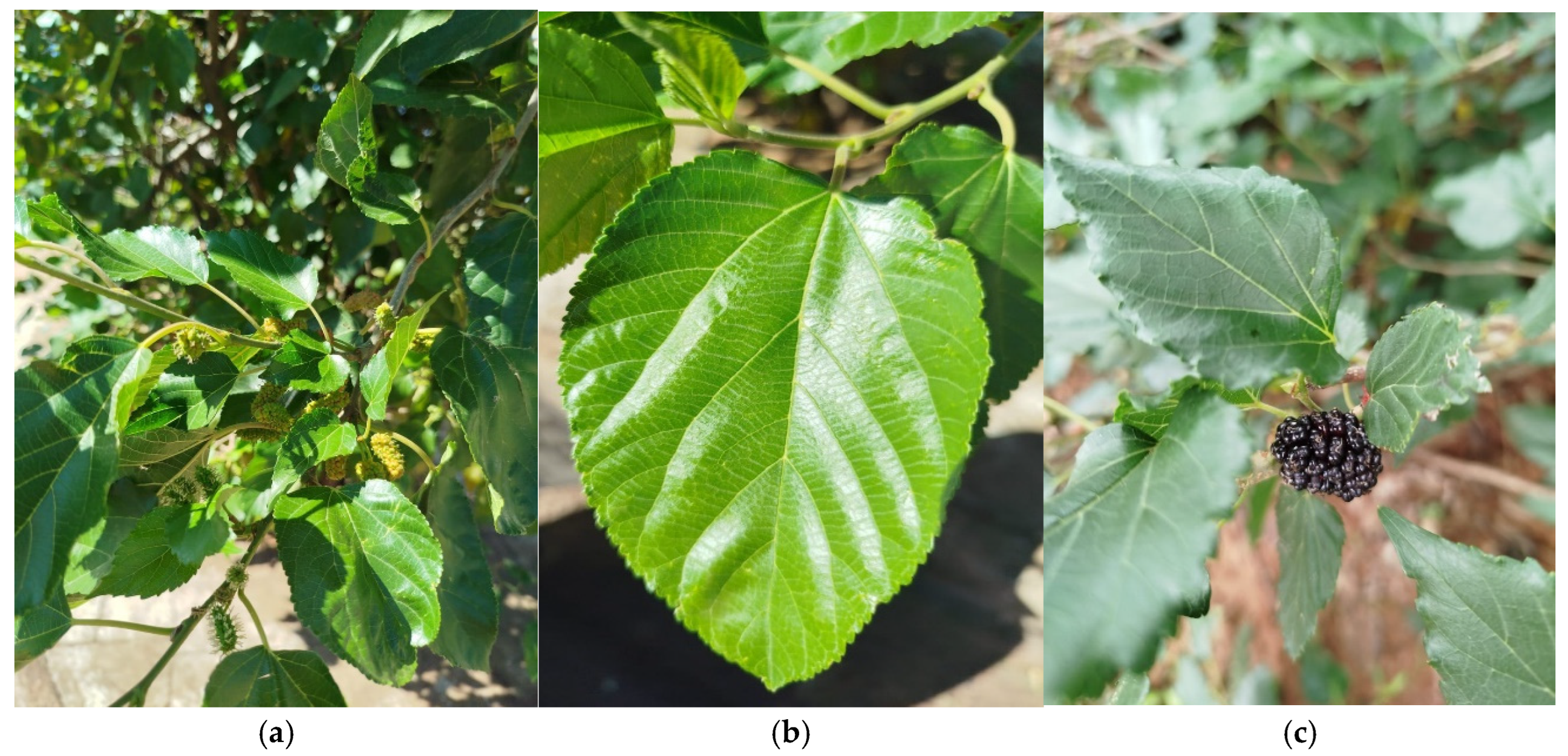 Foods 14 00901 g001 Foods 14 00901 g001
