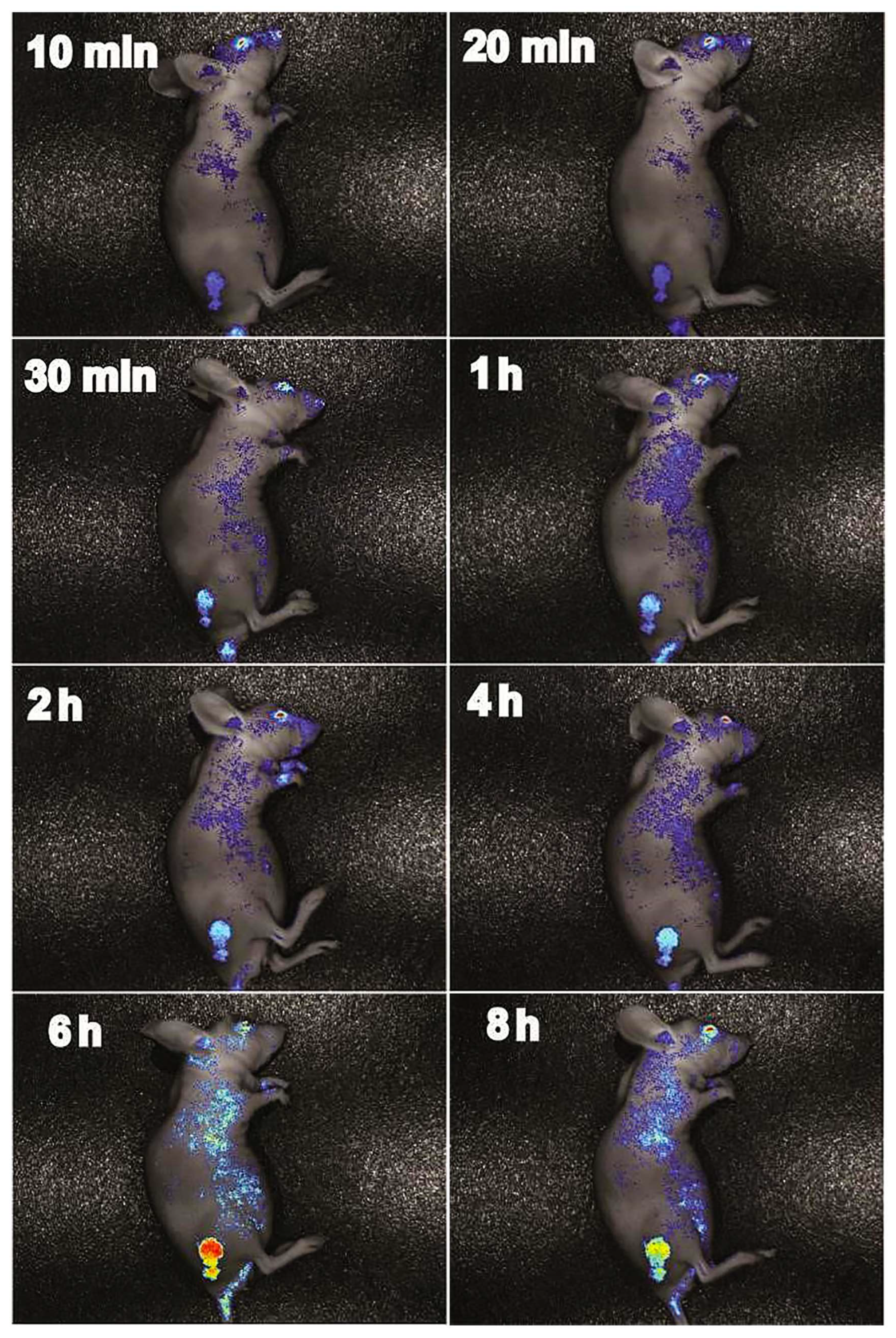 Foods 14 01890 g010 Foods 14 01890 g010