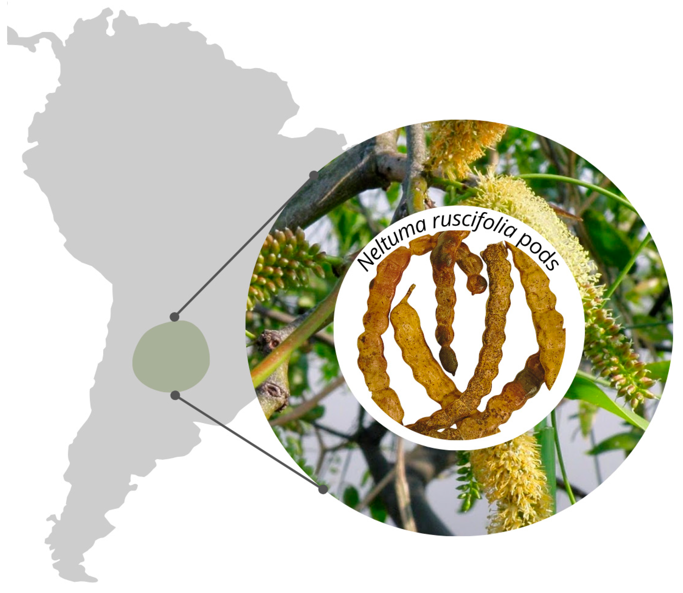 Foods 14 02927 g001 Foods 14 02927 g001