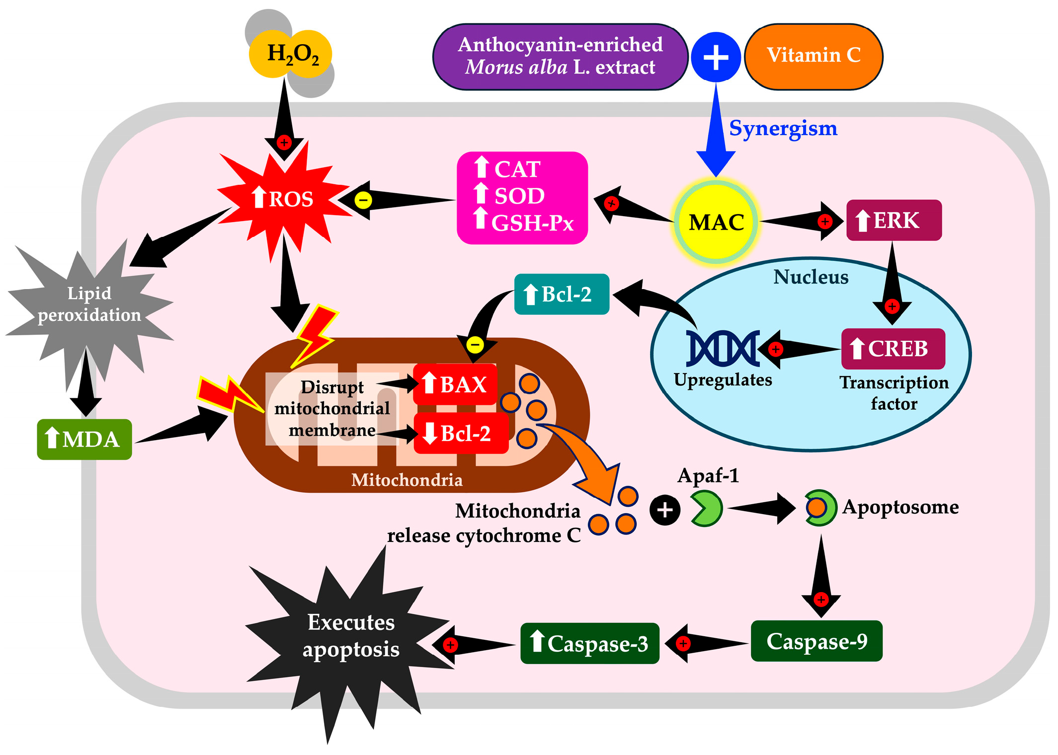 Foods 14 03630 g013 Foods 14 03630 g013