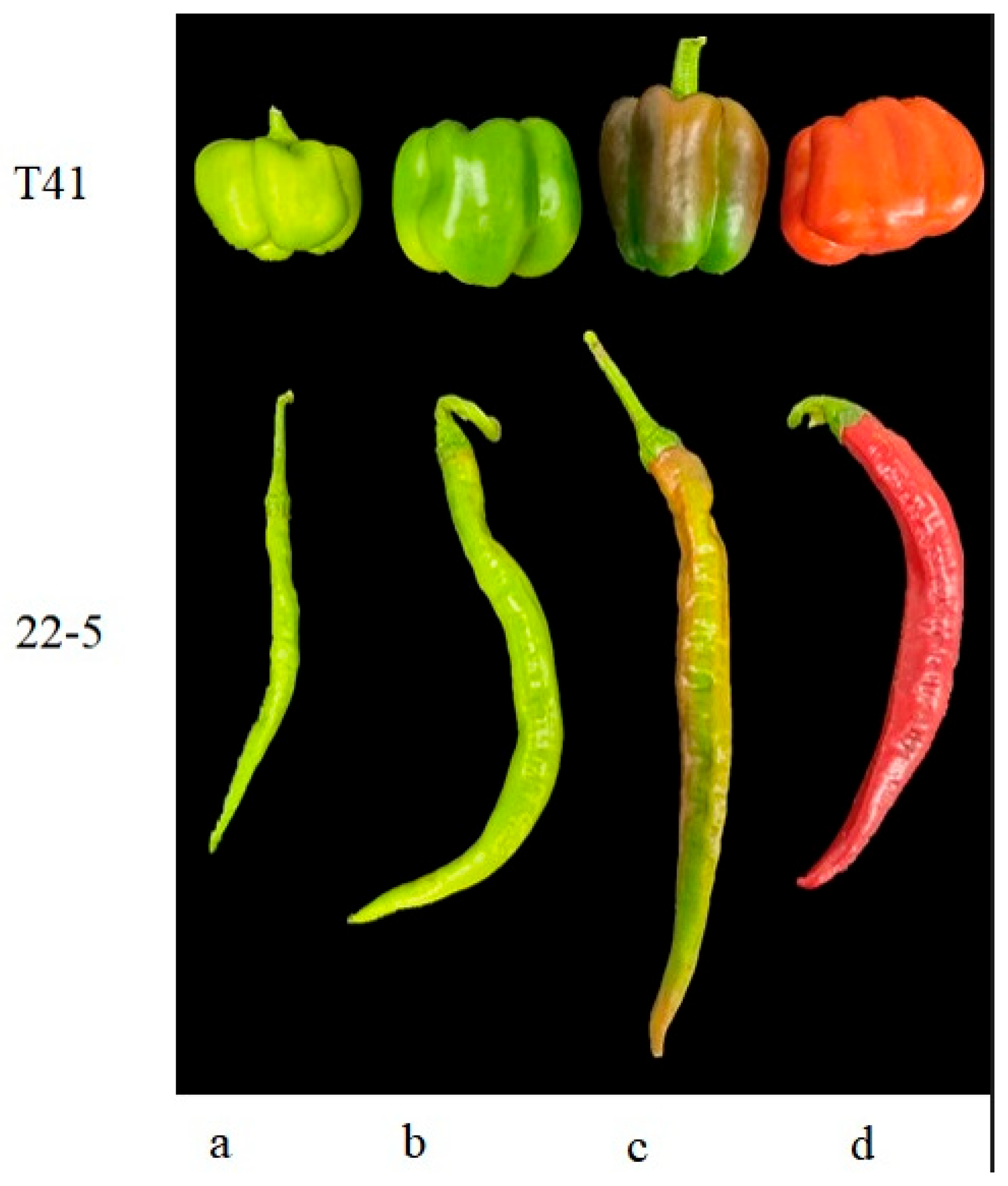 Foods 14 03675 g001 Foods 14 03675 g001