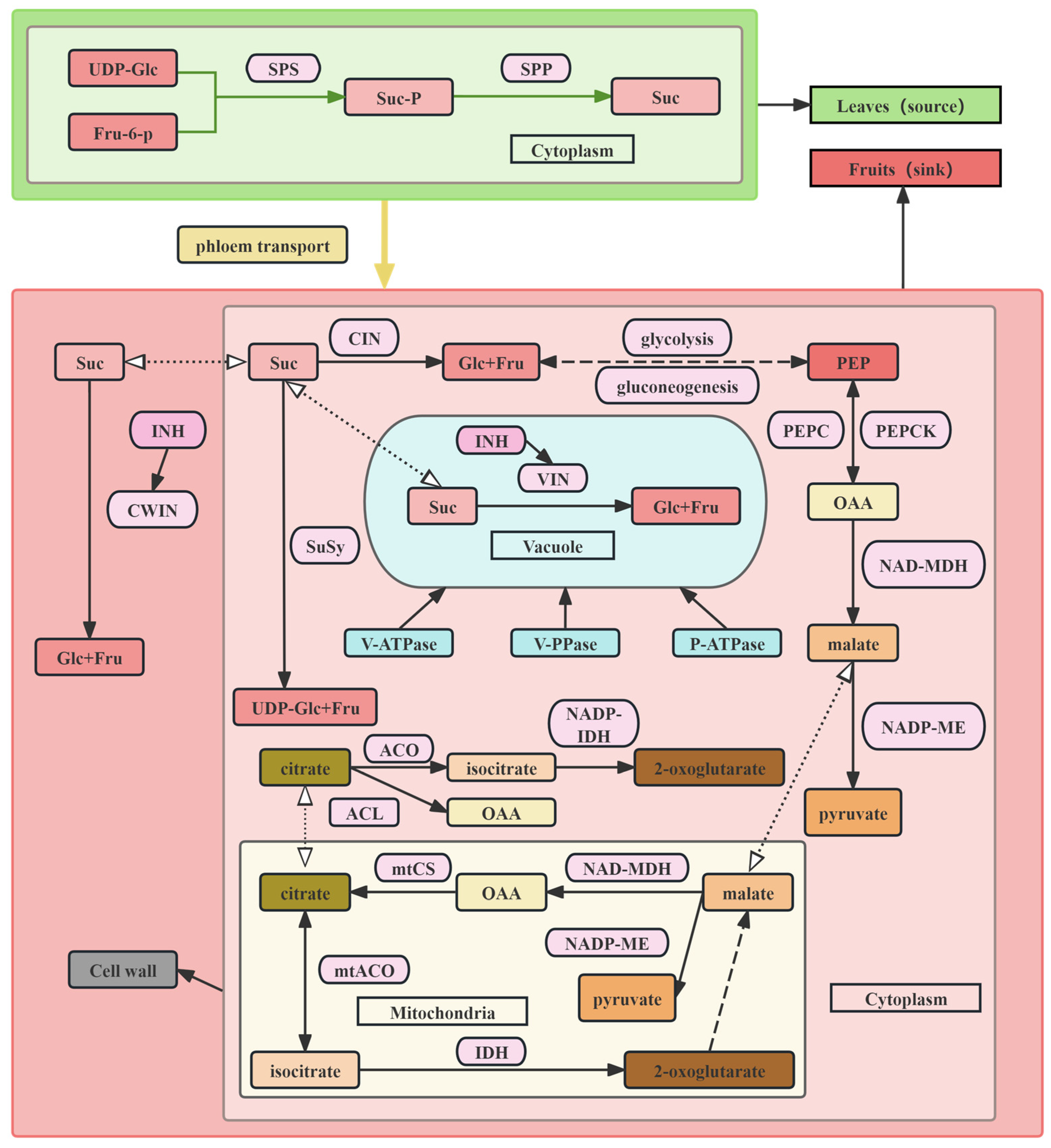 Foods 14 03692 g001 Foods 14 03692 g001