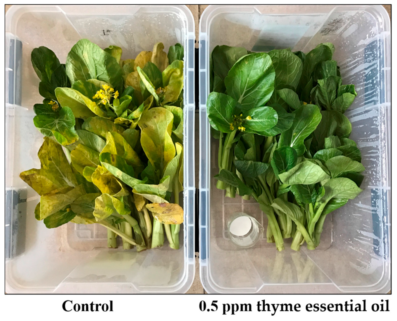 Foods 14 03704 g001 Foods 14 03704 g001