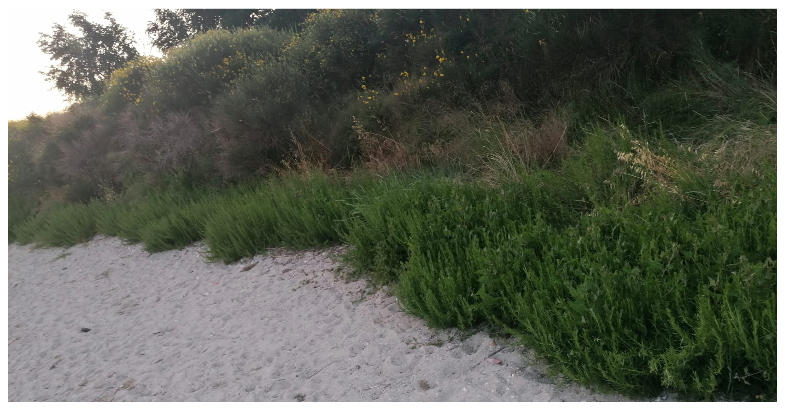 Foods 14 03718 g001 Foods 14 03718 g001