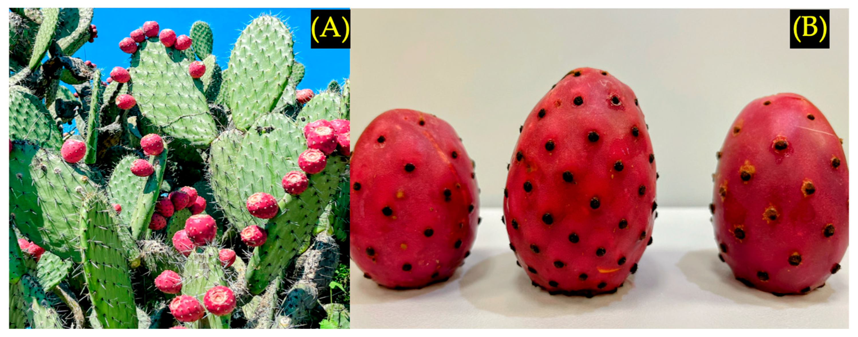 Foods 15 00282 g001 Foods 15 00282 g001