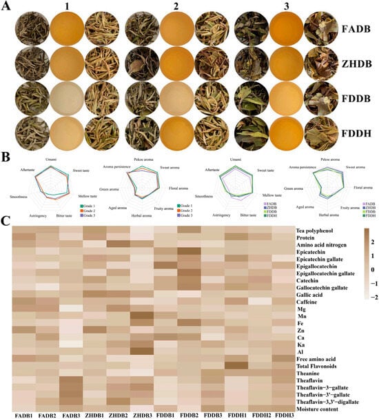 Appearance, sensory characteristics, and physicochemical attributes of white teas. (A) Representative dry-leaf appearance and infusion color of four cultivars across three grades. Numbers 1–3 indicate increasing leaf maturity levels, corresponding to Grades 1–3. (B) Radar charts of sensory profiles summarized by grade and cultivar, illustrating key taste and aroma attributes. (C) Heatmap of physicochemical parameters (Z-score standardized), including catechins, caffeine, tea polyphenols, amino acids, theaflavins, mineral elements, and moisture content.