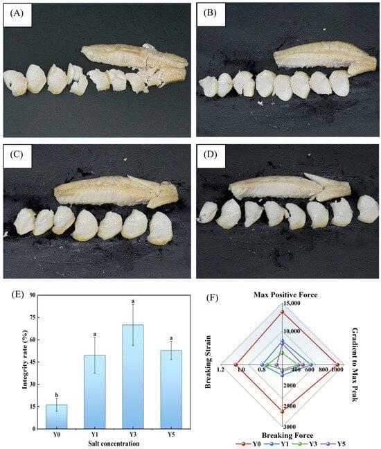 (A–D) correspond to the formation of GCMF in Y0 (without NaCl), Y1 (1% NaCl concentration), Y3 (3% NaCl concentration), and Y5 (5% NaCl concentration), respectively; (E) represents the effect of salt concentration on the integrity rate of GCMF. (F) shows the effect of fermentation at different salt concentrations on the peeling of GCMF. Different letters on the bar chart indicate significant differences (p < 0.05).