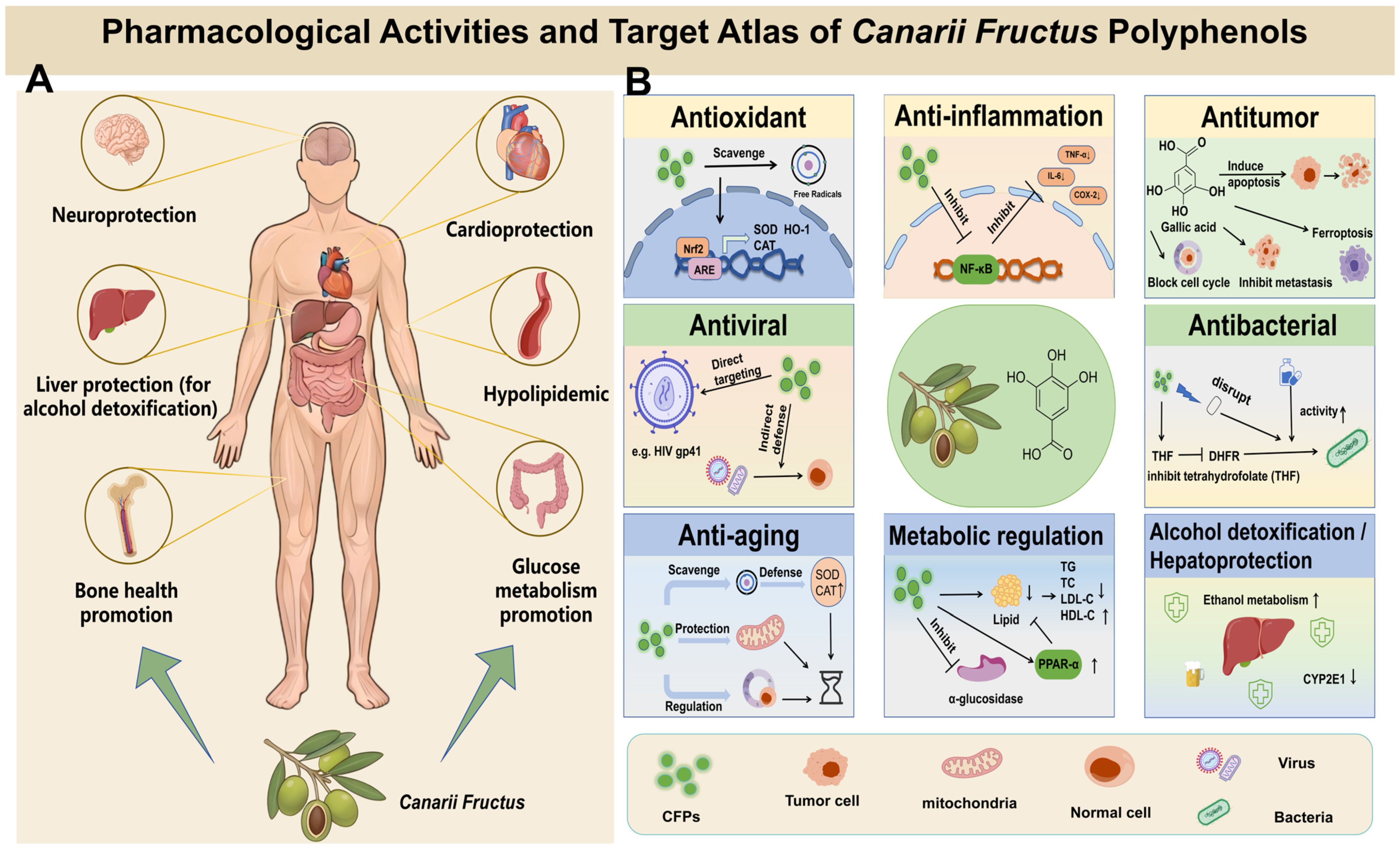 Foods 15 02410 g003 Foods 15 02410 g003
