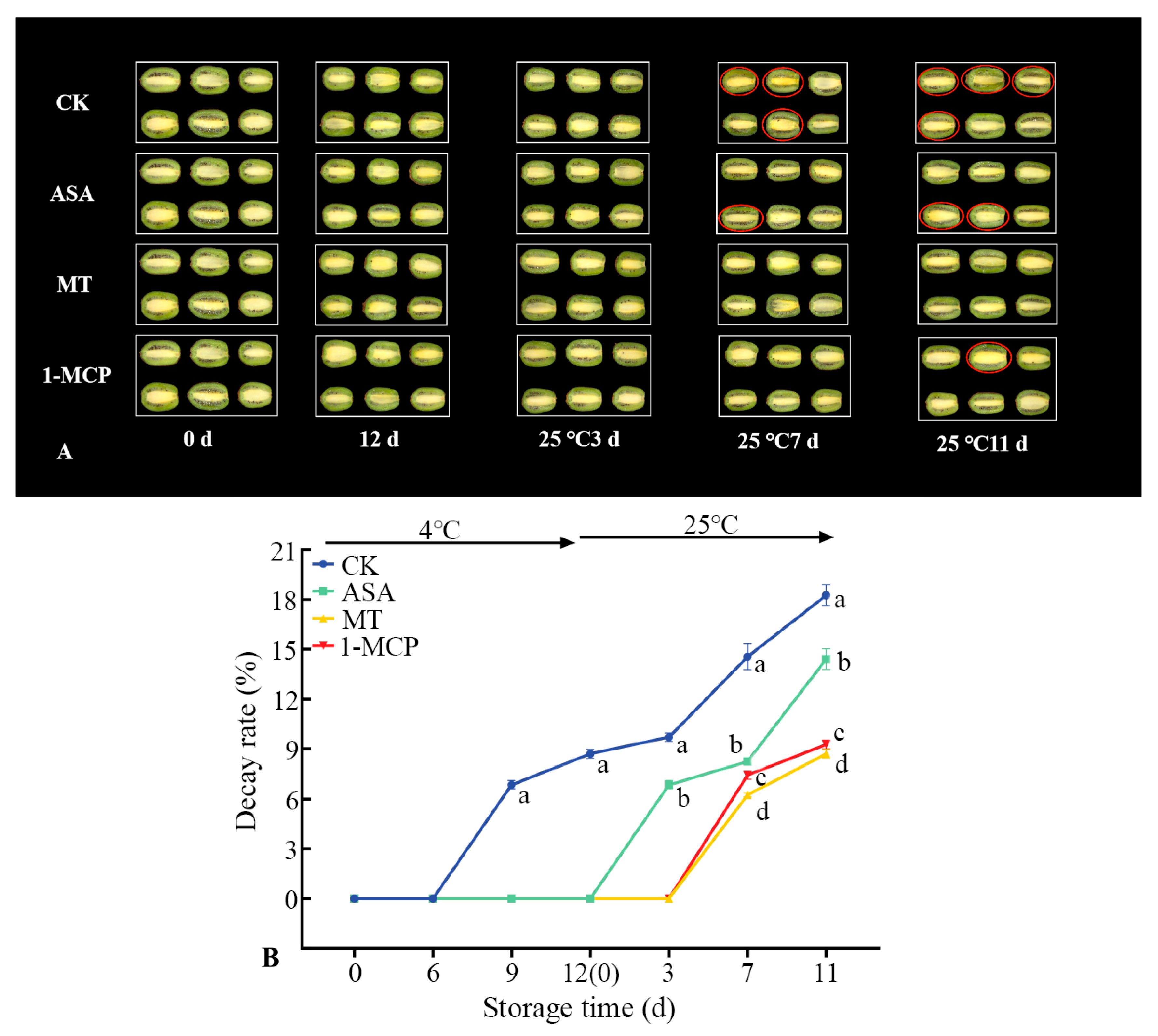 Melatonin Extends the Edible Window Period of Kiwifruit by Modulating ...