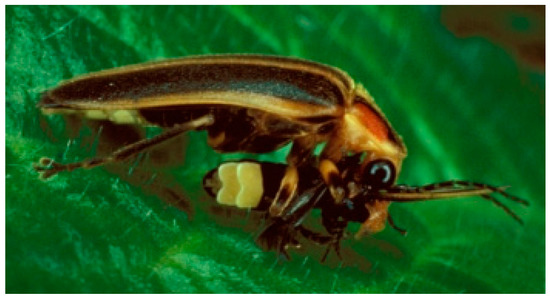 Forecasting 06 00020 g006