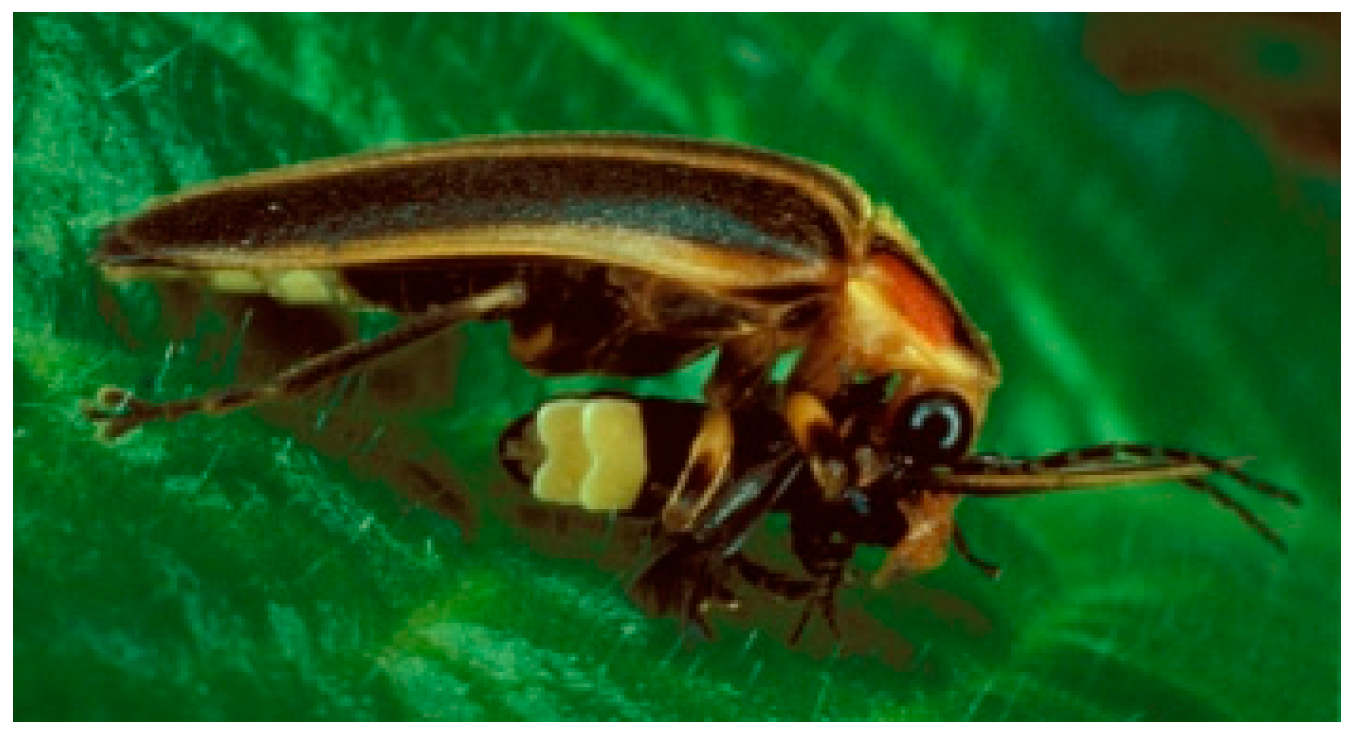 Forecasting 06 00020 g006