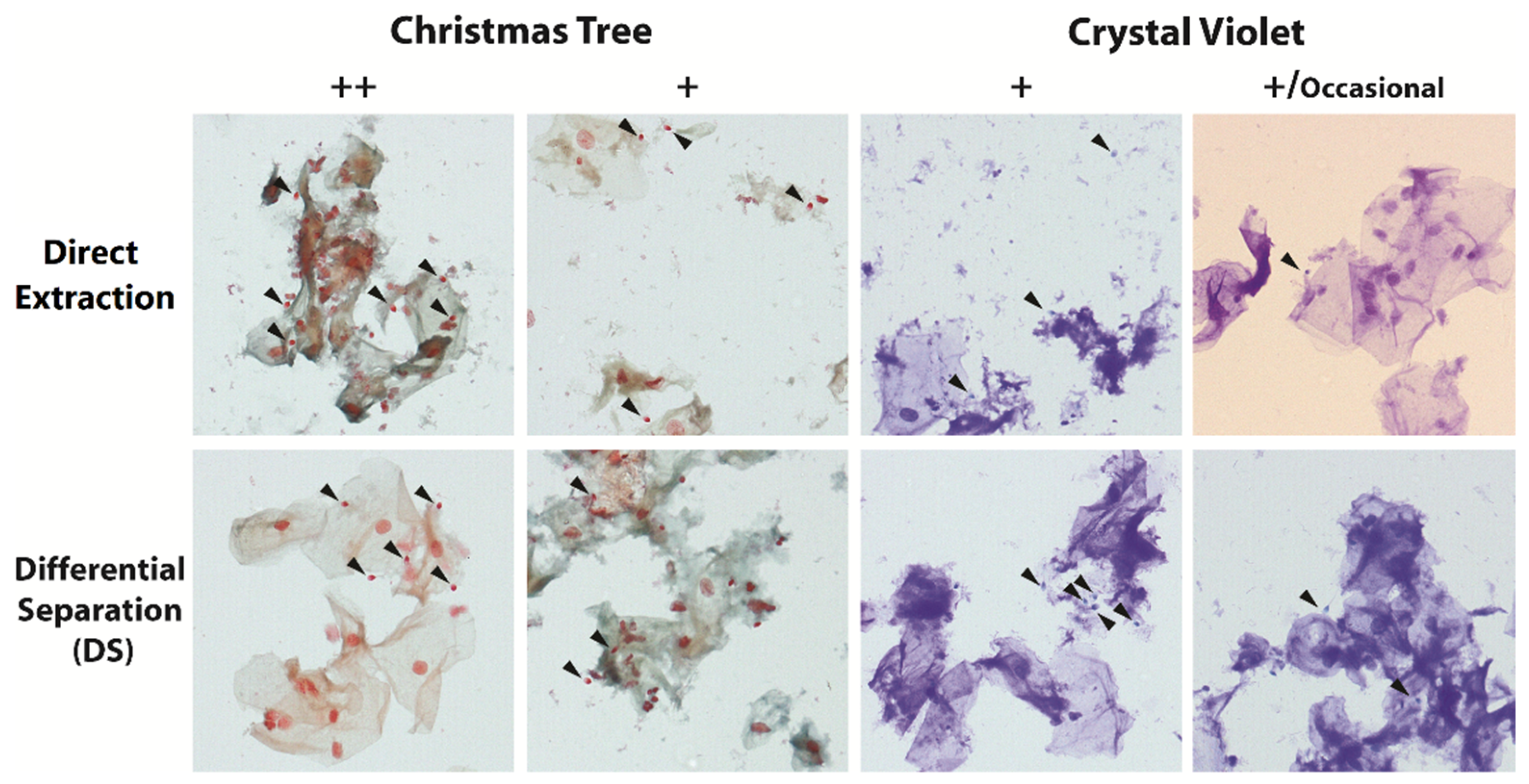 Forensicsci 02 00057 g002
