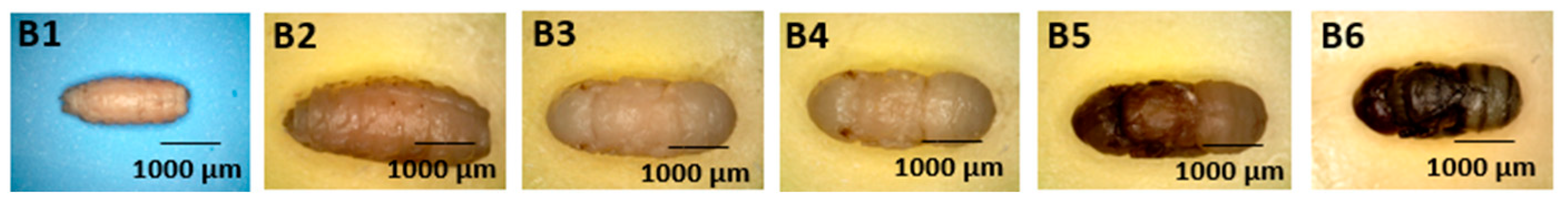 Forensicsci 05 00010 g004 Forensicsci 05 00010 g004